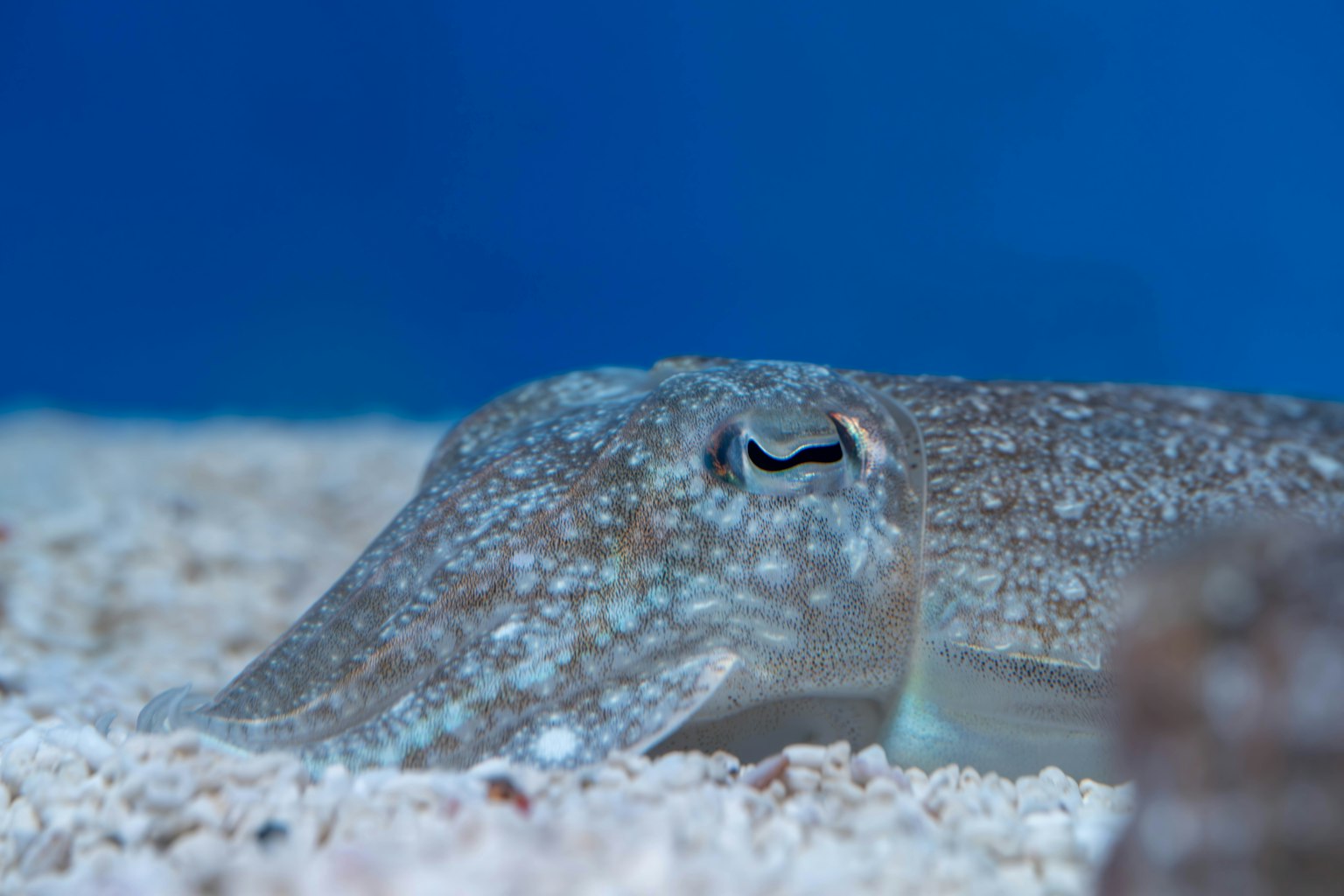 Immagine ravvicinata di una seppia sott'acqua con uno sfondo blu e motivi sottili