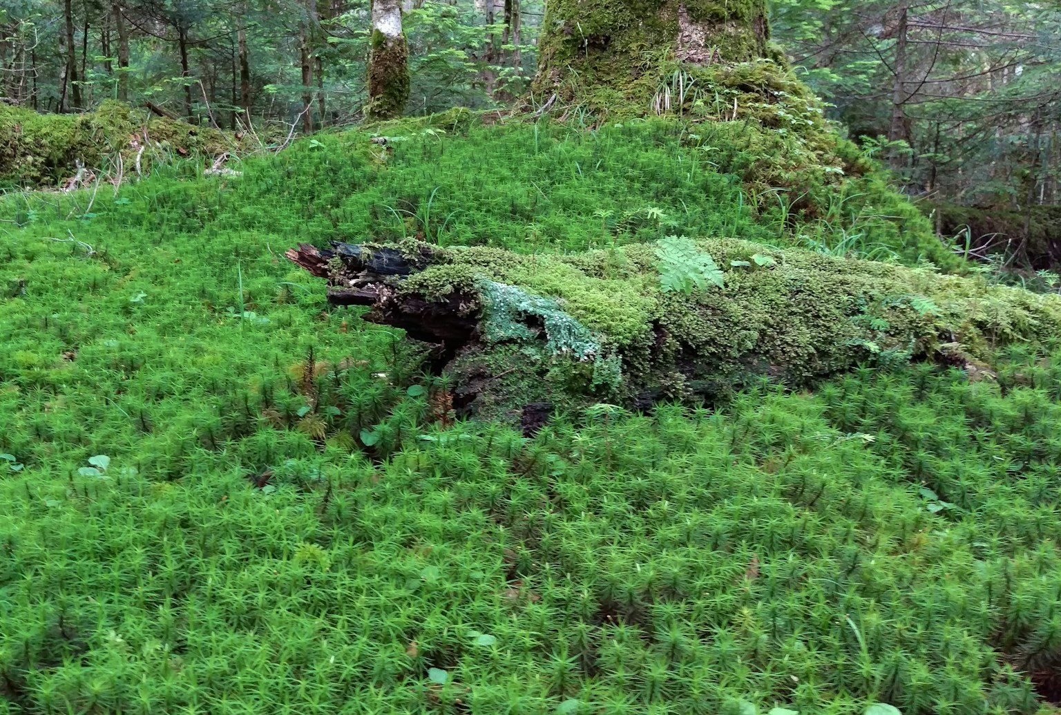 森林場景，樹幹上覆蓋著苔蘚
