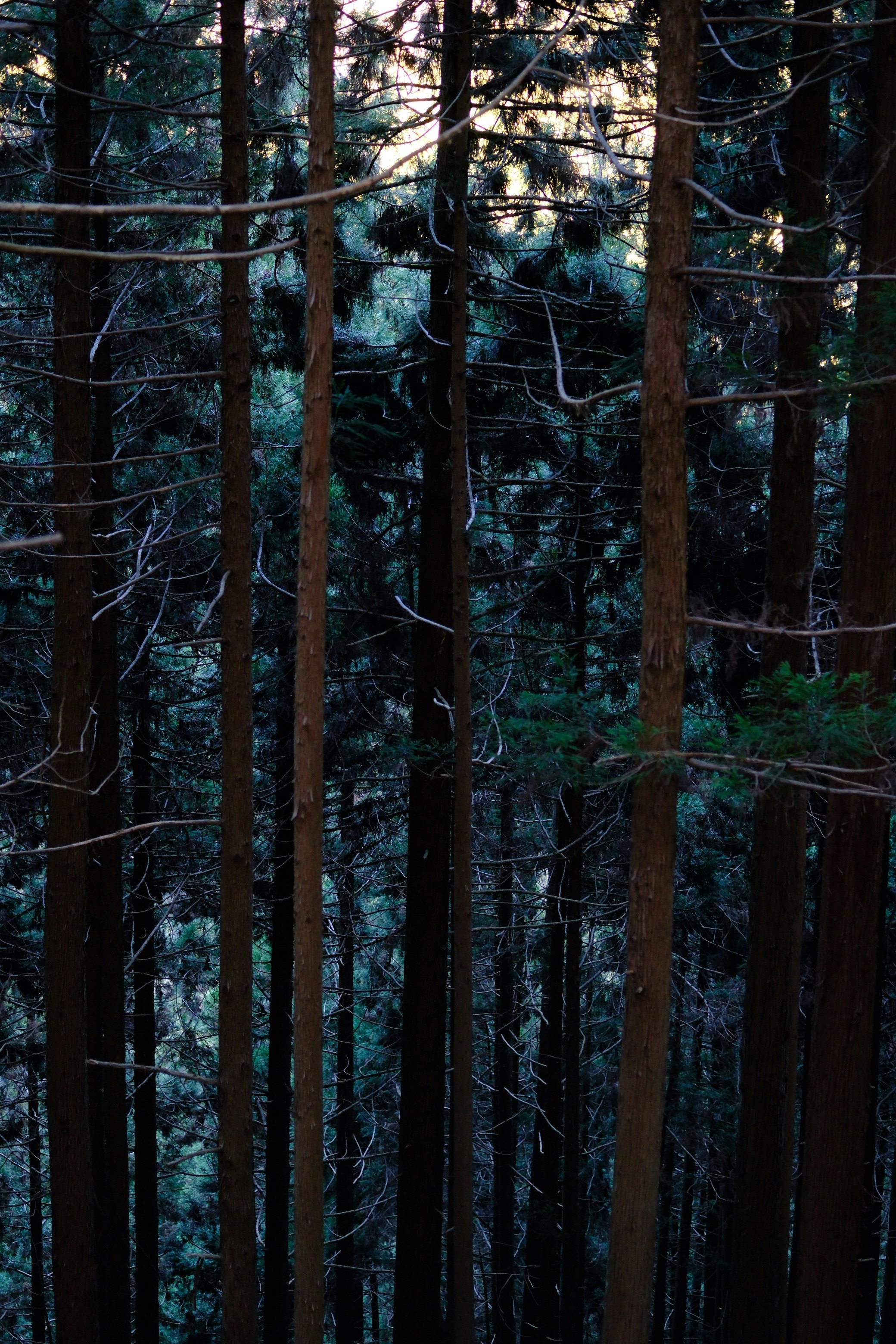 bosque de coníferas con árboles altos y juntos