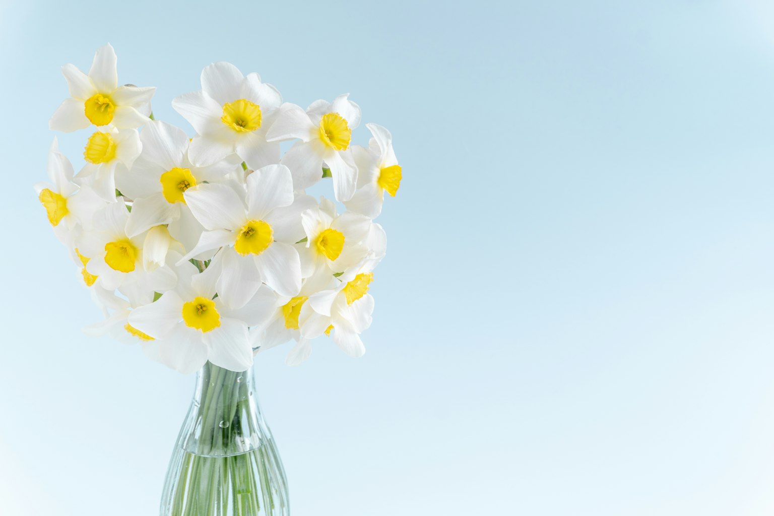 Un ramo de narcisos blancos con centros amarillos sobre un fondo azul claro