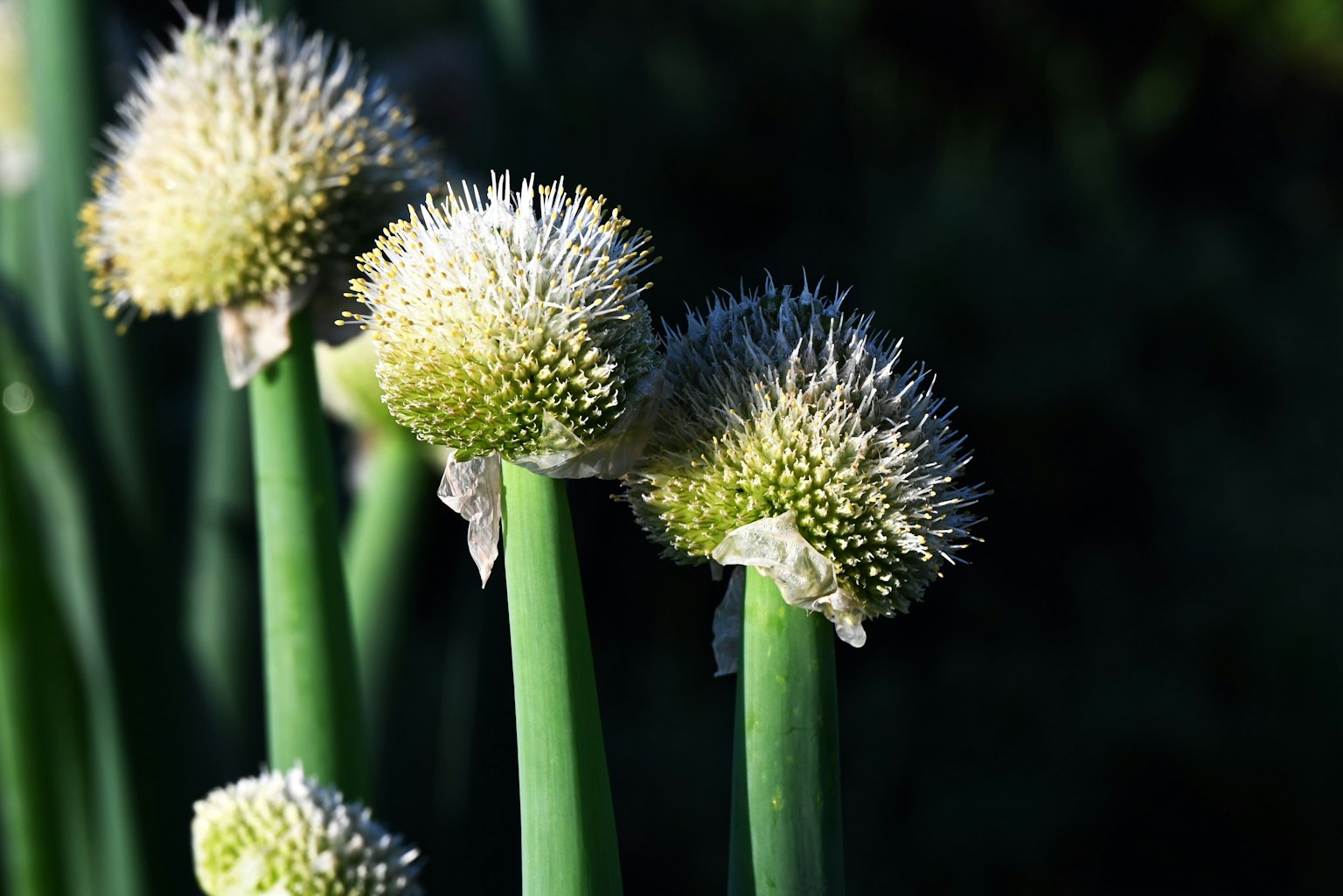 Primer plano de tallos verdes con flores redondas blancas en una planta