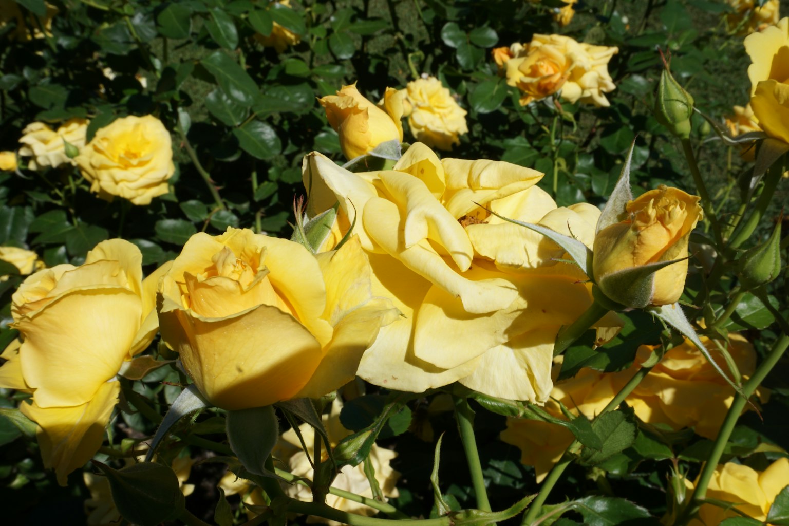 Pemandangan kebun yang indah dengan mawar kuning yang mekar