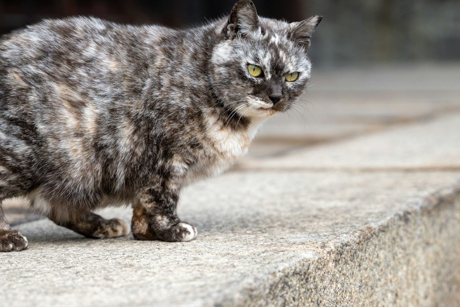 회색 털과 녹색 눈을 가진 고양이가 돌 가장자리에 서 있다