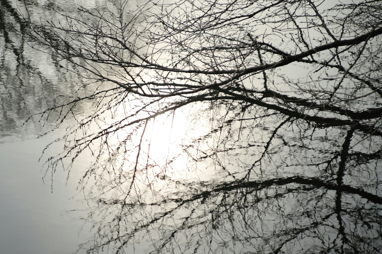 Silhouette von Baumzweigen gegen einen bewölkten Himmel