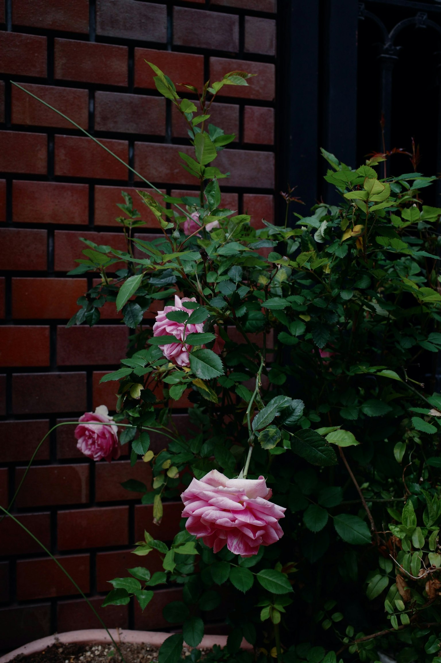 Rosa rosa che fiorisce contro un muro di mattoni marroni con foglie verdi lussureggianti