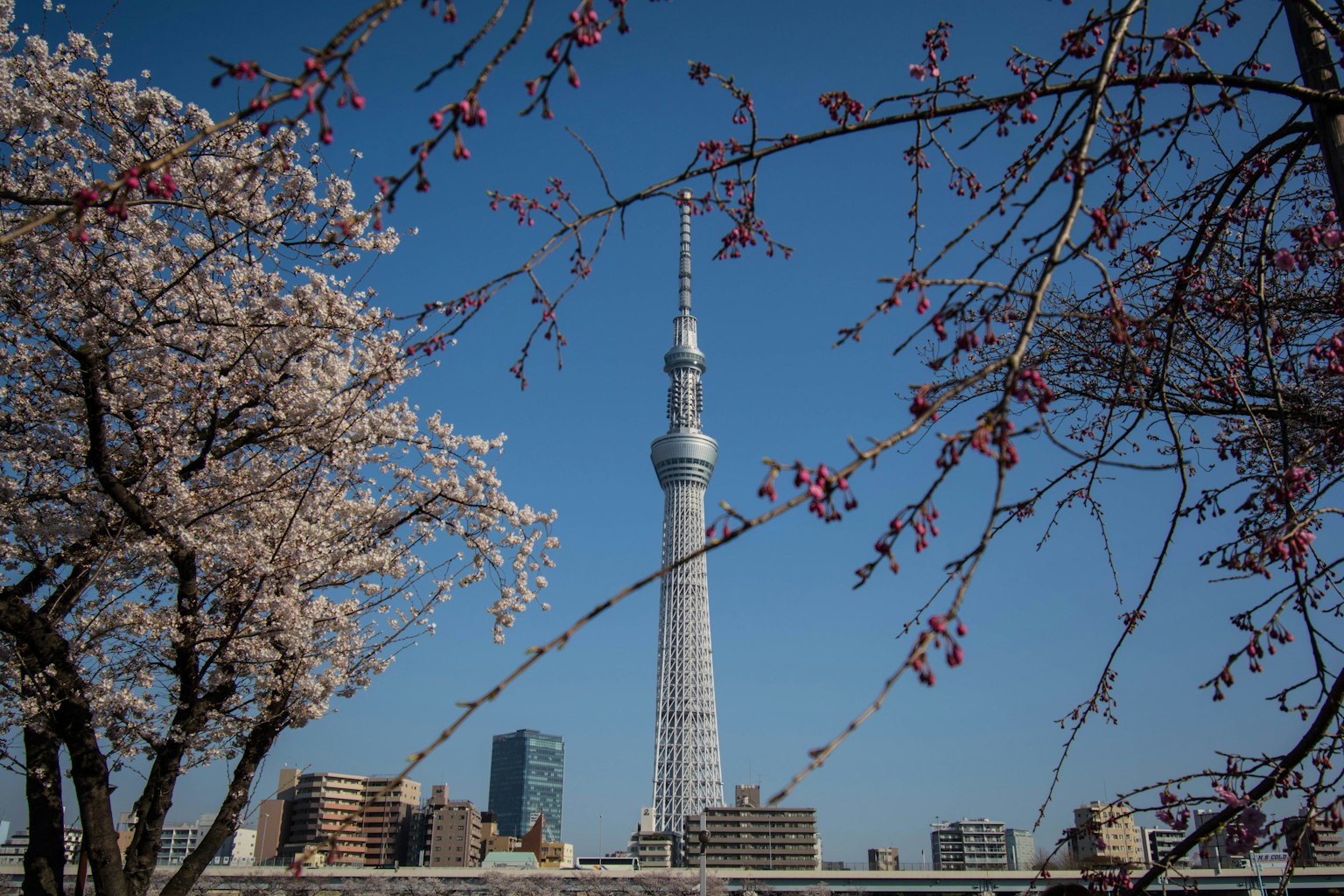 Vista dei ciliegi e del Tokyo Skytree