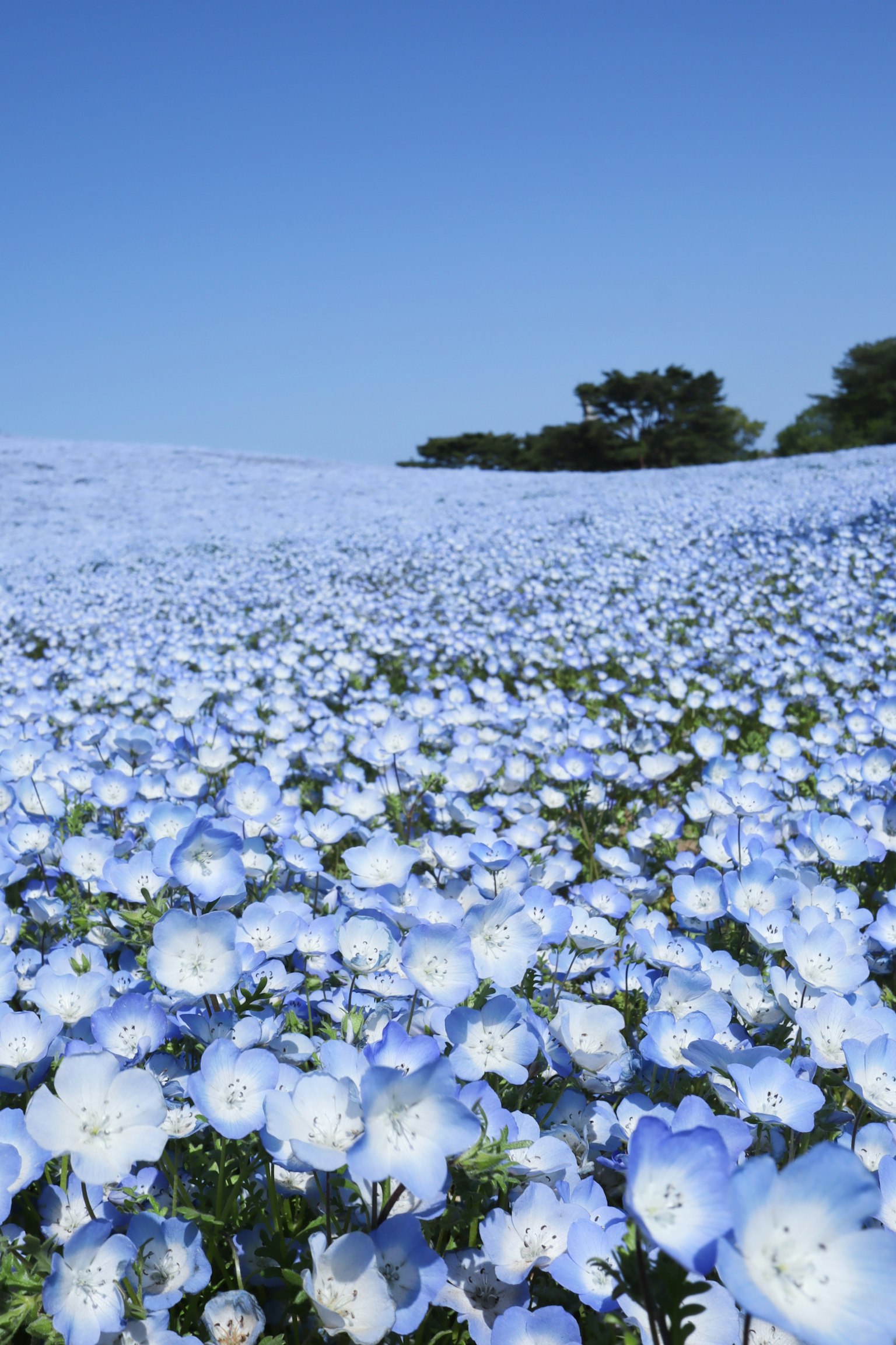 ทิวทัศน์ที่เต็มไปด้วยดอกไม้สีน้ำเงินใต้ท้องฟ้าสีฟ้า