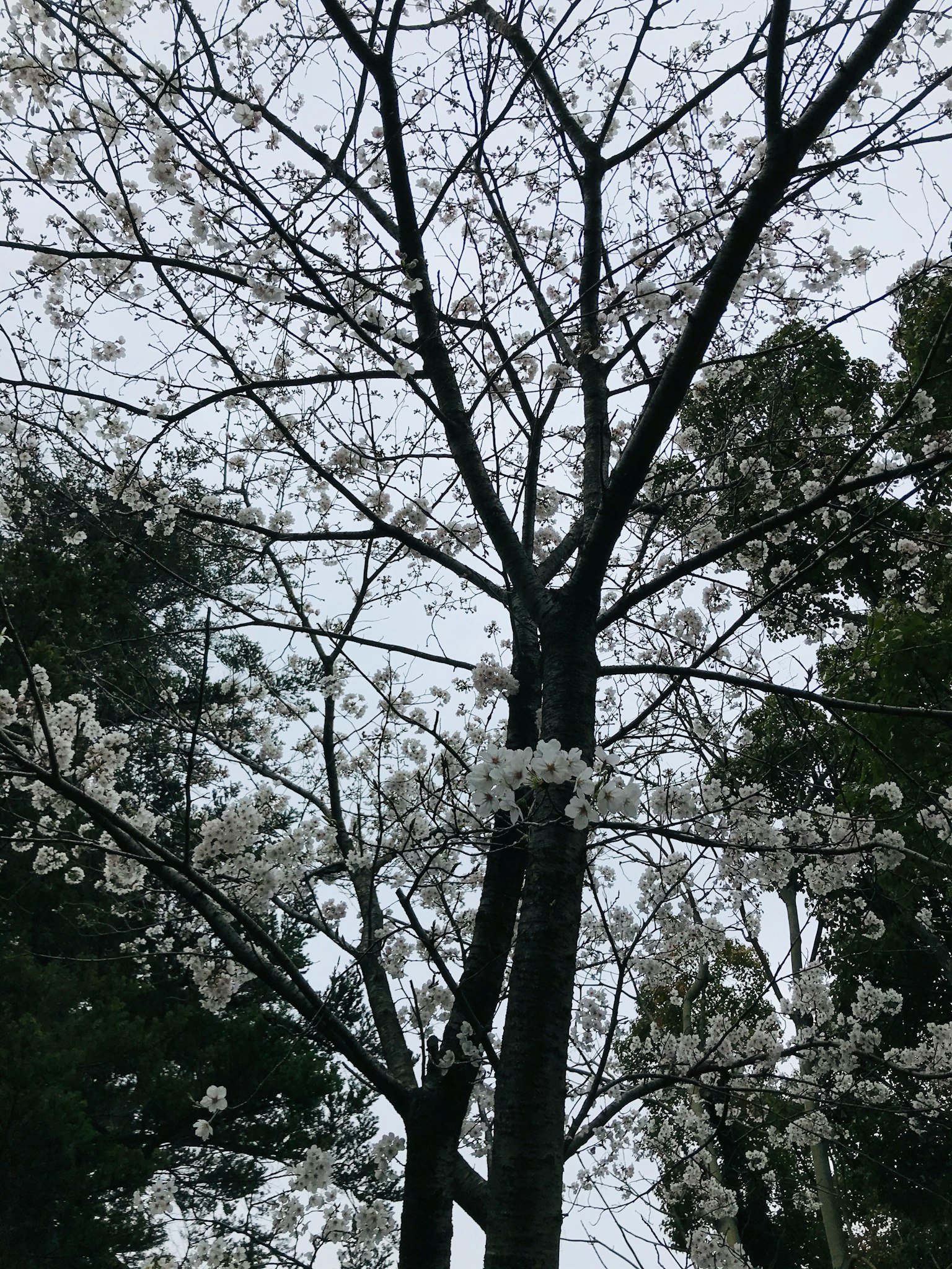 Albero di ciliegio in fiore con fiori delicati