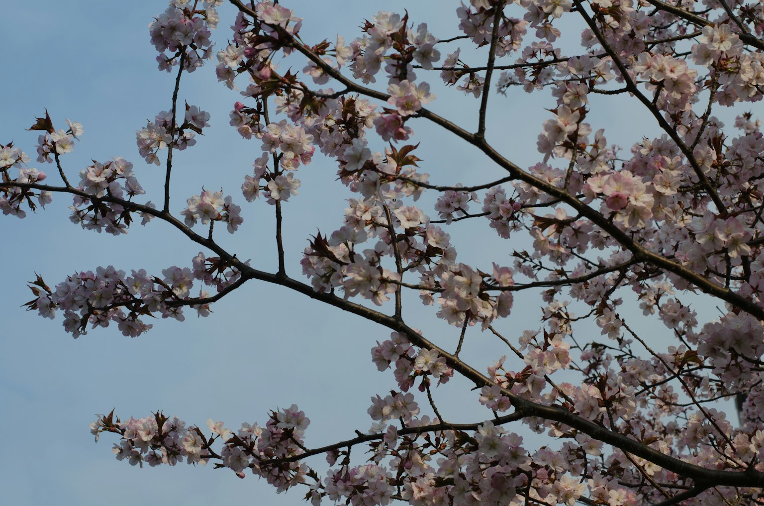 Rami di ciliegio in fiore con fiori rosa contro un cielo blu