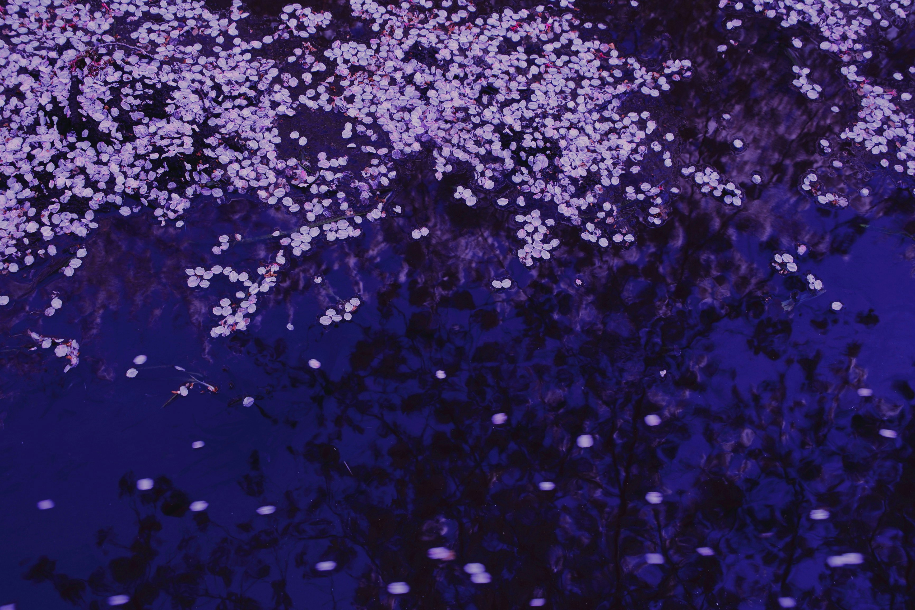 紫の花が咲き乱れる夜の庭のような風景