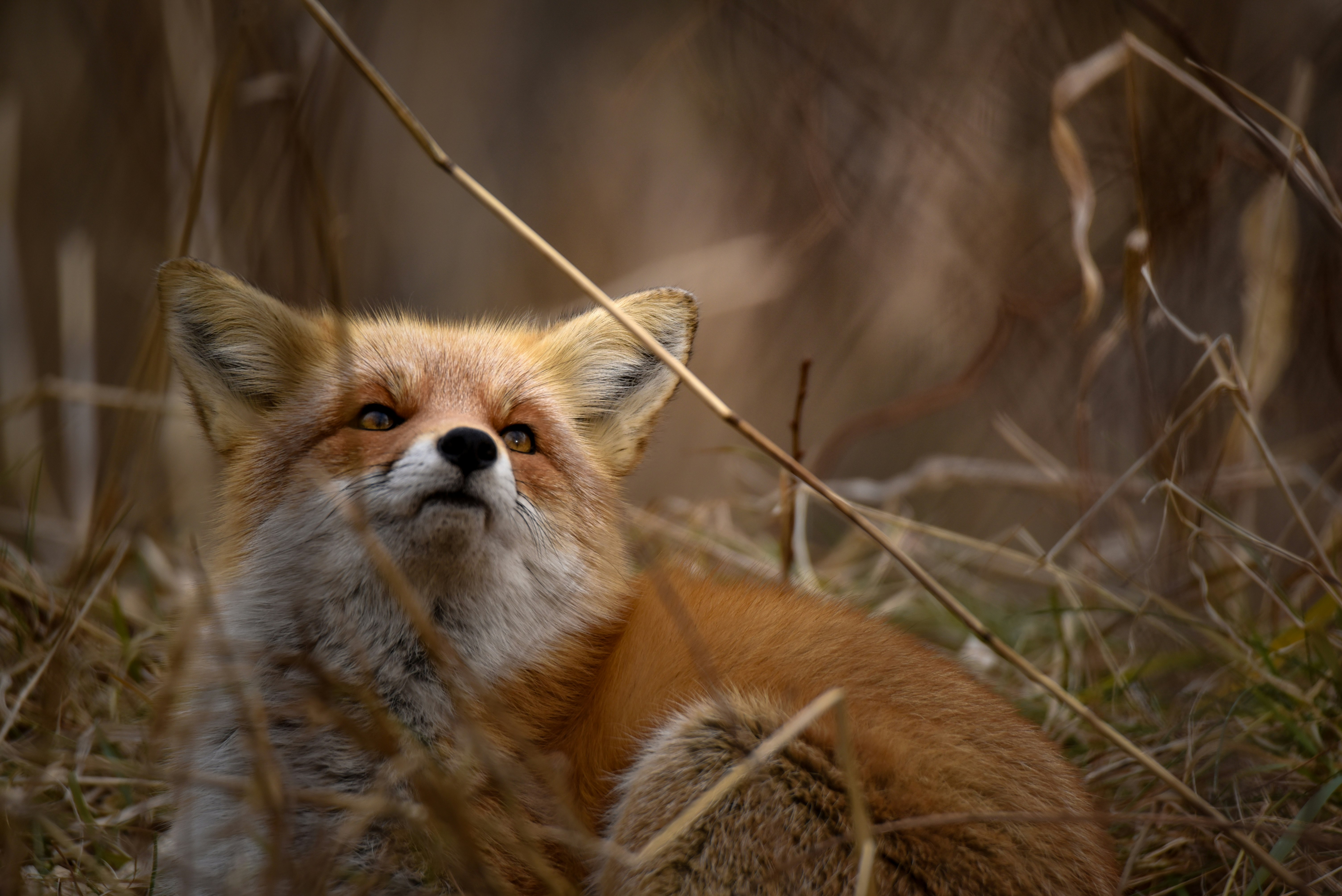Un renard sauvage dans l’herbe haute