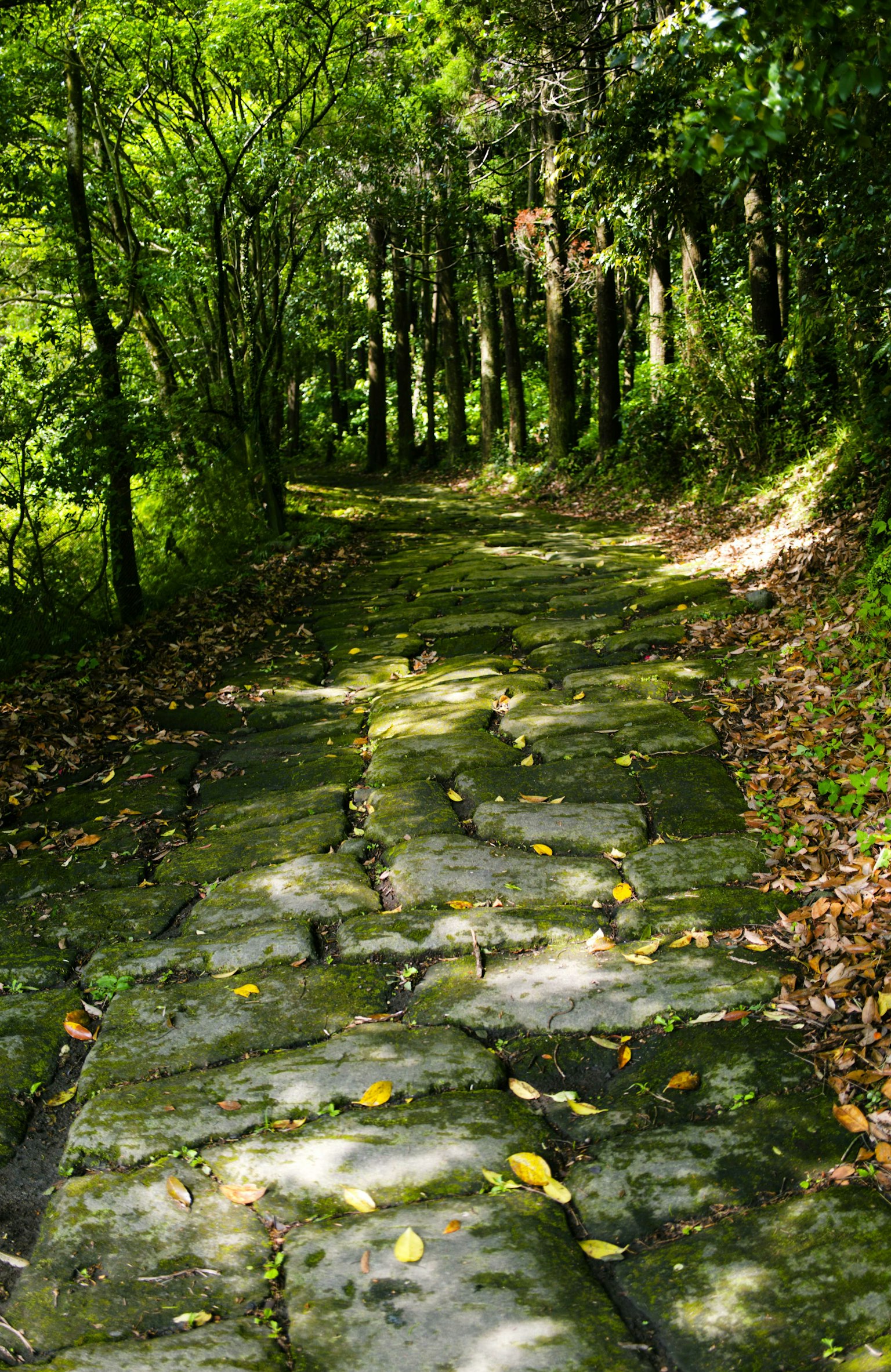 Sentier en pierre à travers une forêt verdoyante avec des arbres sur les côtés et des feuilles éparpillées au sol