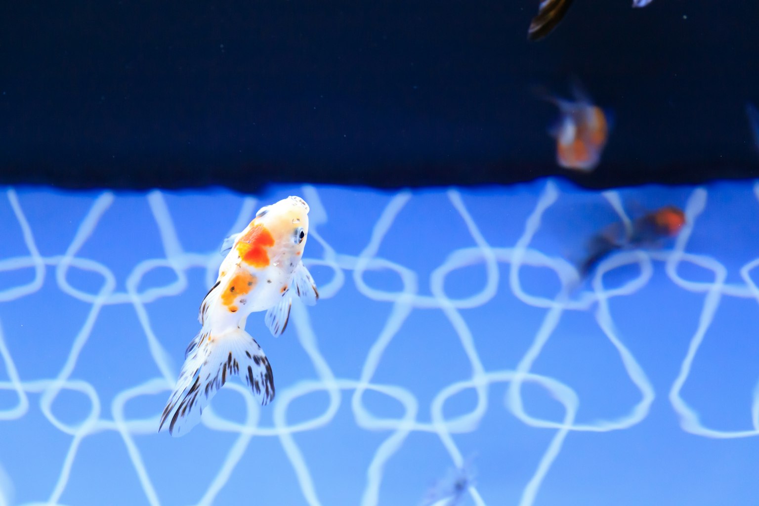 Un grupo de peces dorados nadando en agua azul con un pez dorado blanco en primer plano