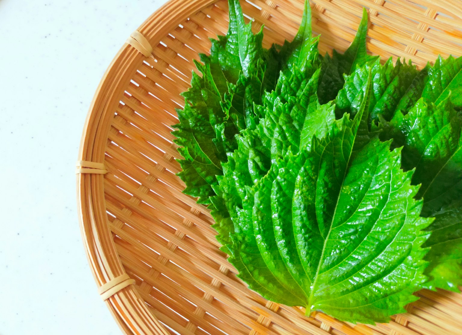 Frische grüne Shiso-Blätter auf einem Bambusteller angeordnet