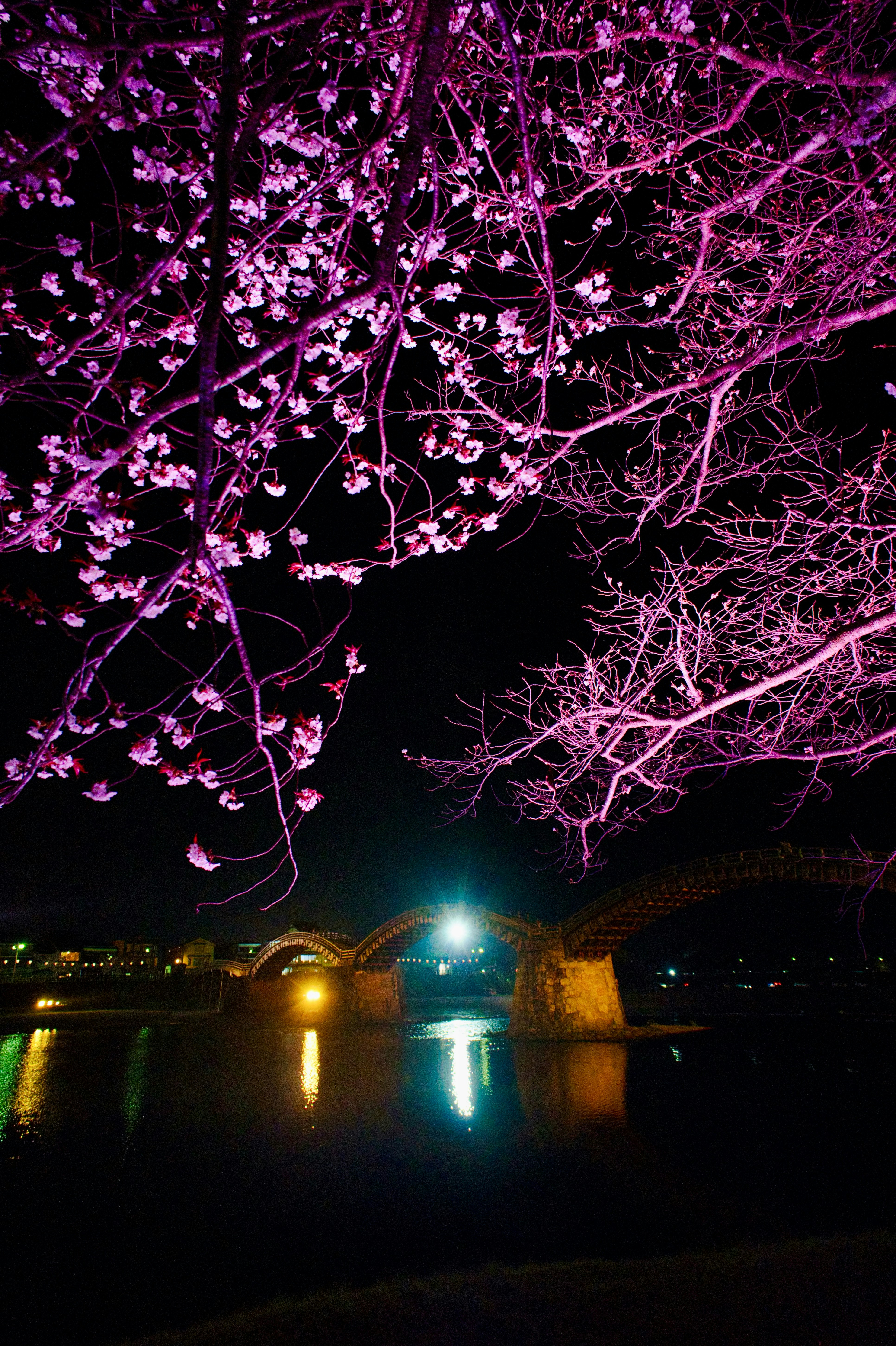 ライトアップされた錦帯橋と桜の枝が水面に映る夜景