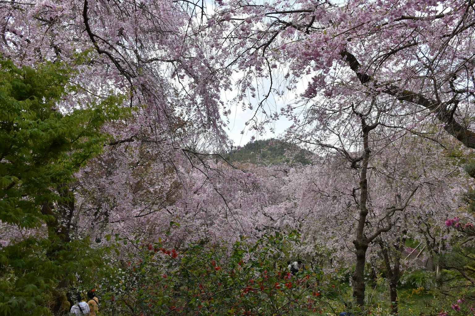 Eine Landschaft mit blühenden Kirschbäumen mit blassen rosa Blumen