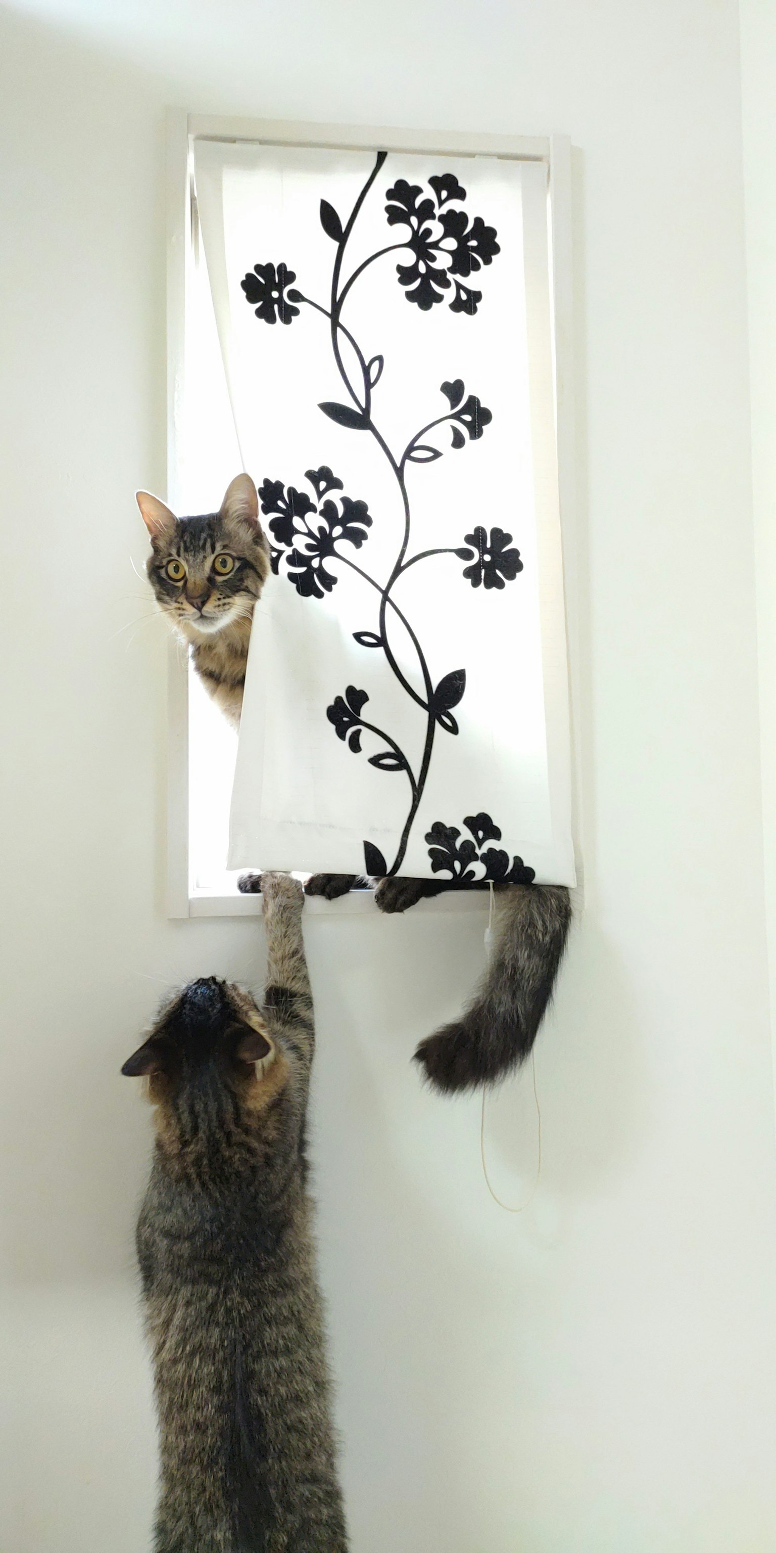 Dos gatos jugando detrás de una cortina floral