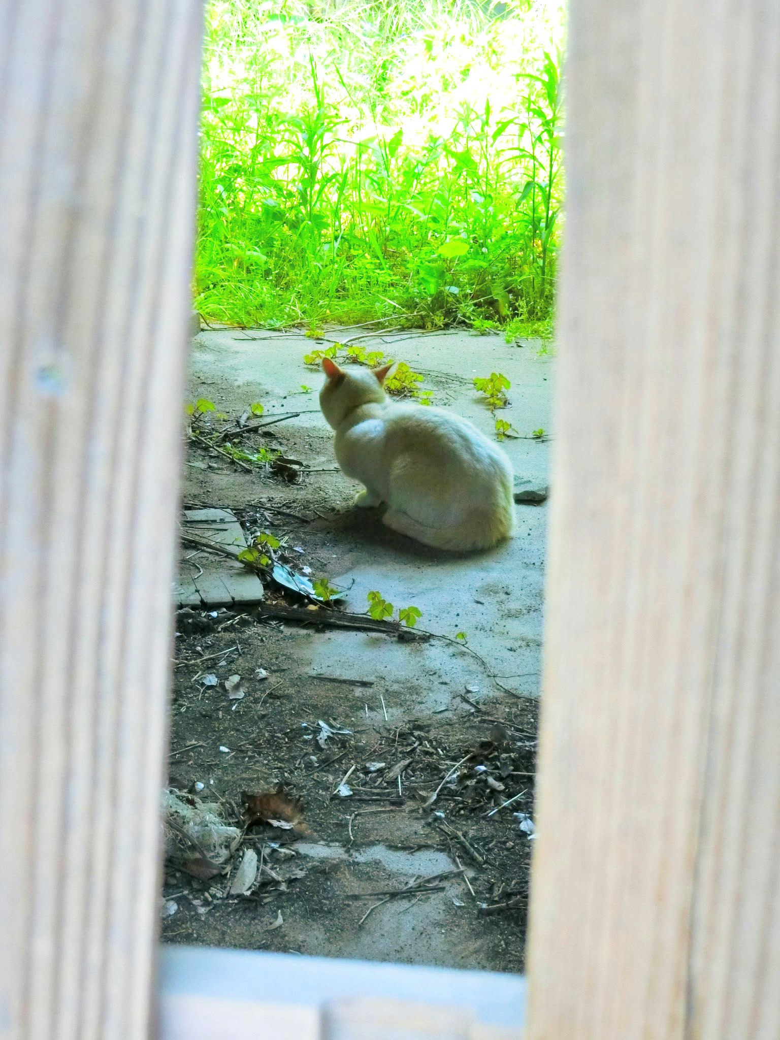Un chat blanc assis sur le sol vu à travers une fente dans une clôture en bois