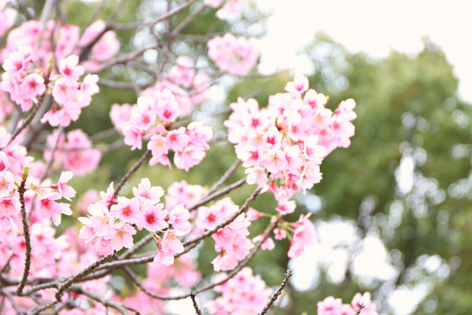 Acercamiento de ramas de cerezo con flores rosas