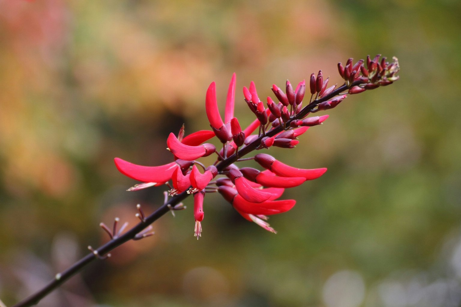 Gros plan d'une plante à fleurs rouges avec un arrière-plan vert flou