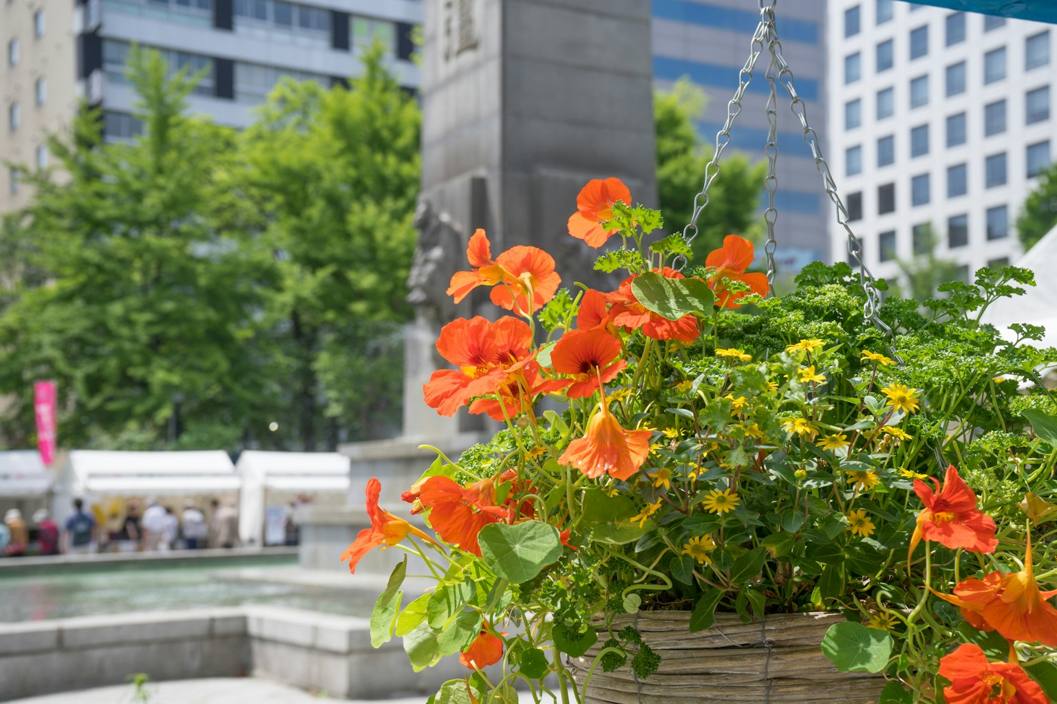 Hanging basket with vibrant orange flowers and modern buildings in the background