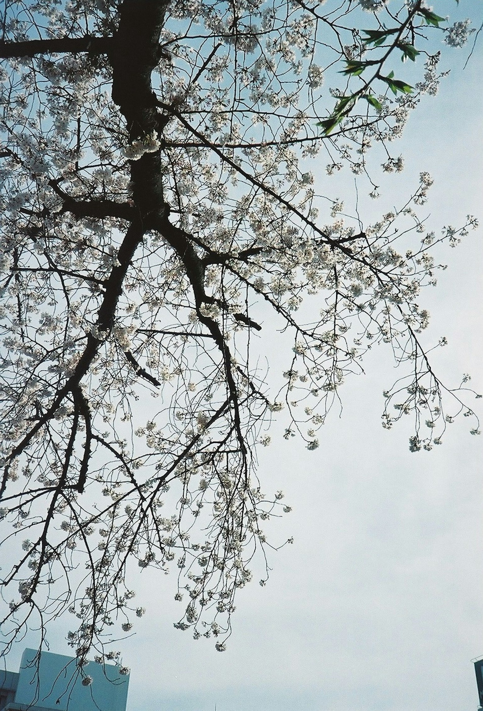 櫻花樹枝與藍天