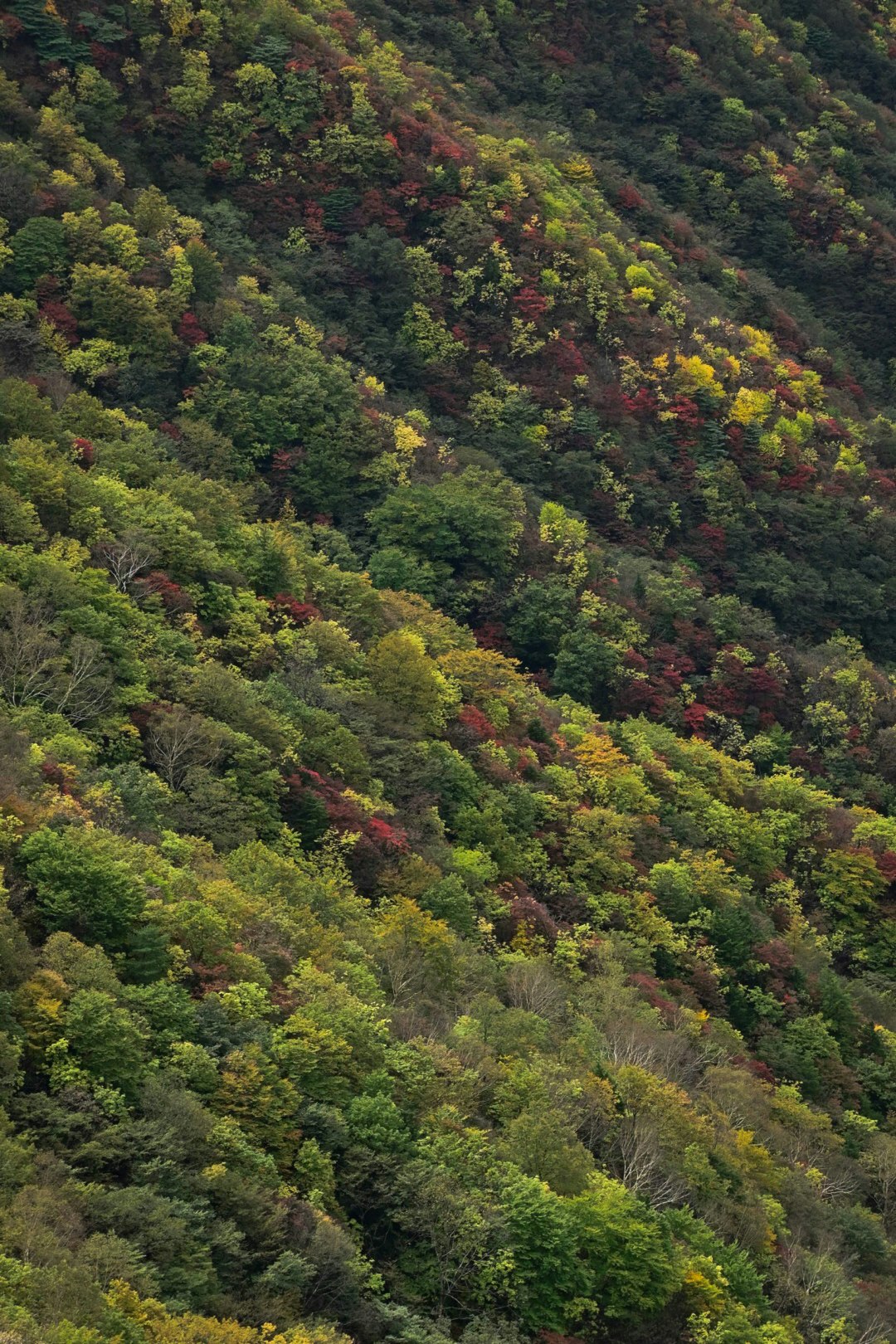 vue aérienne d’une forêt sur une pente aux couleurs d’automne