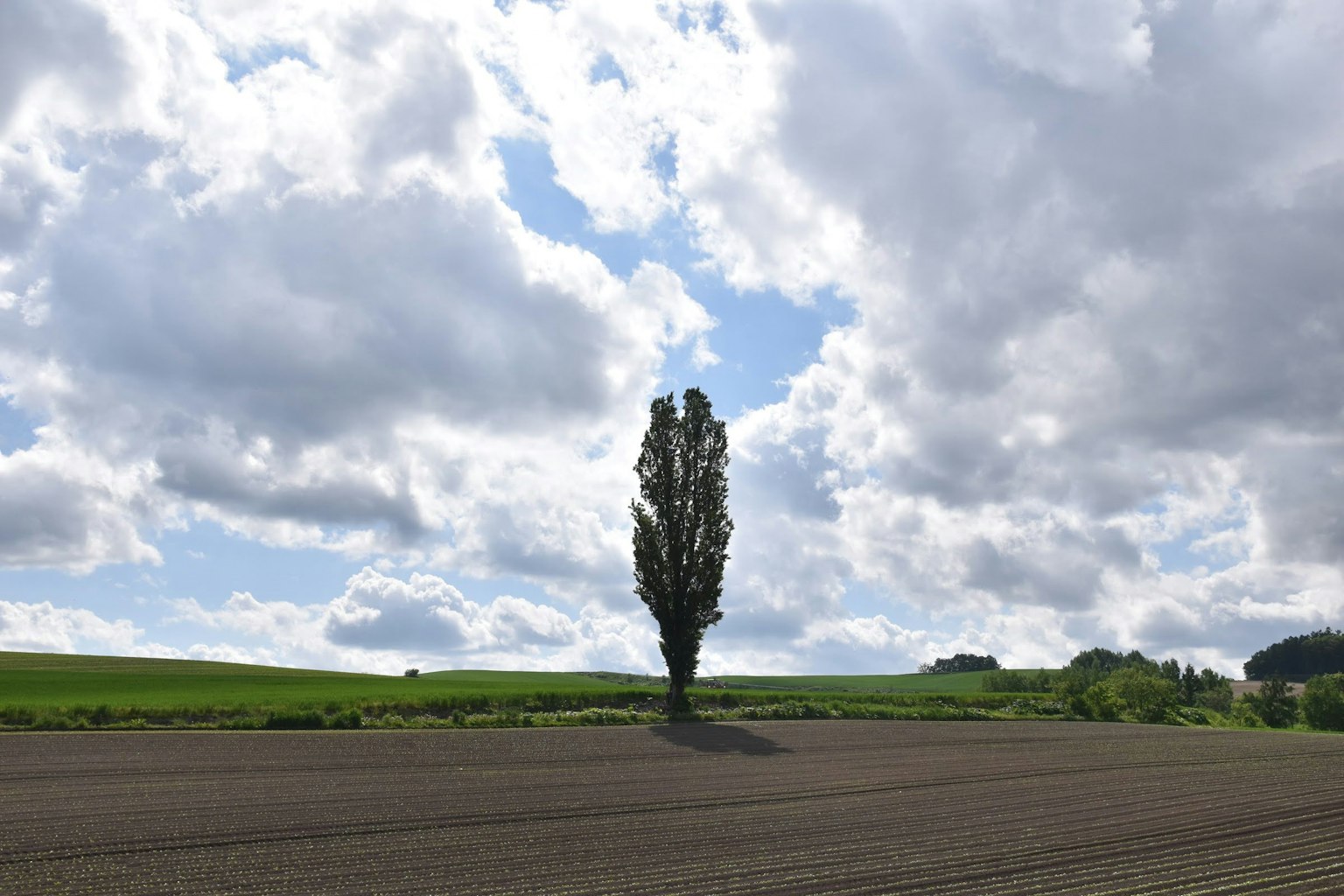 A solitary tree under a blue sky with scattered clouds and a plowed field