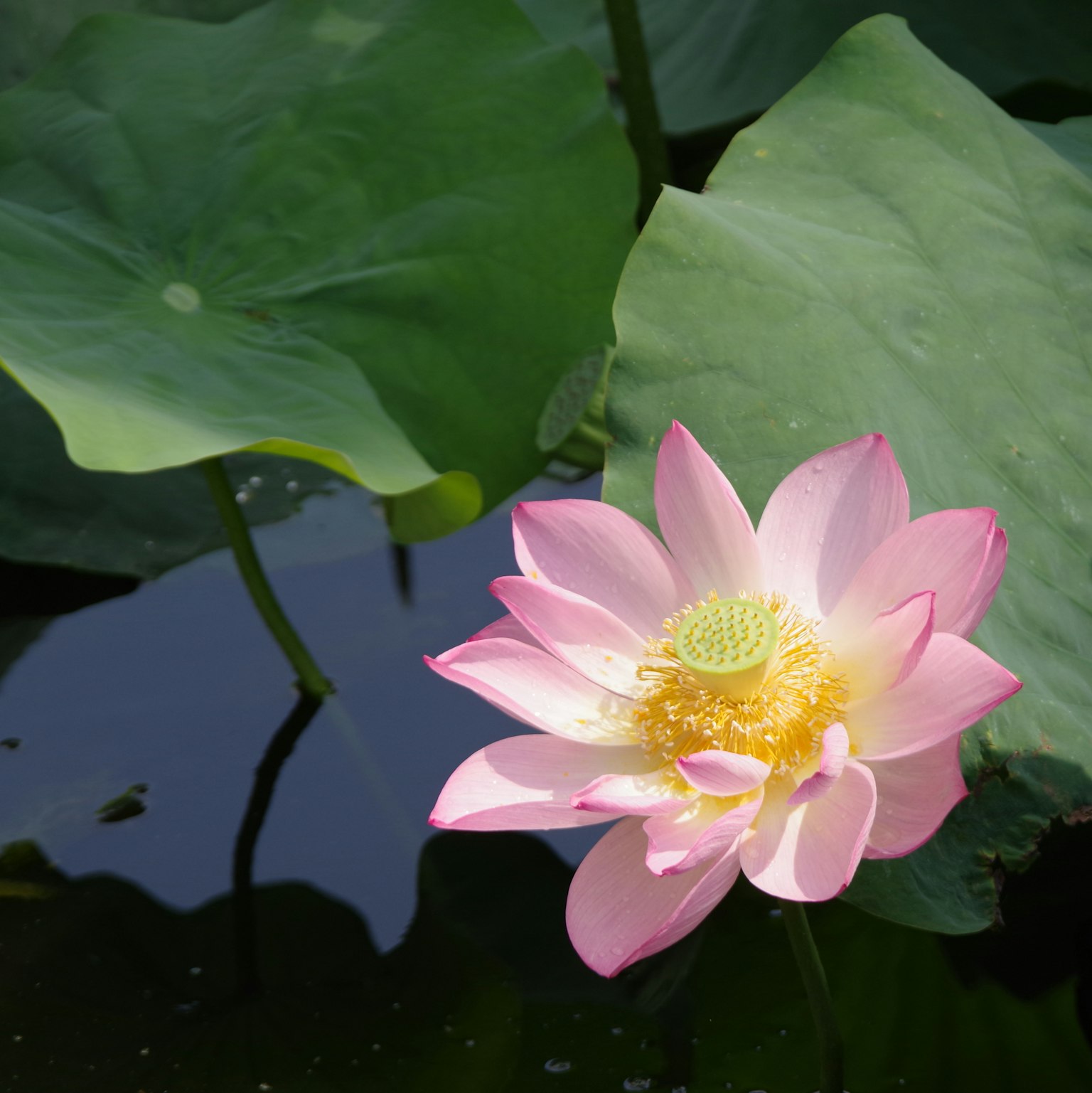 아름다운 분홍색 연꽃이 수면에 떠 있습니다