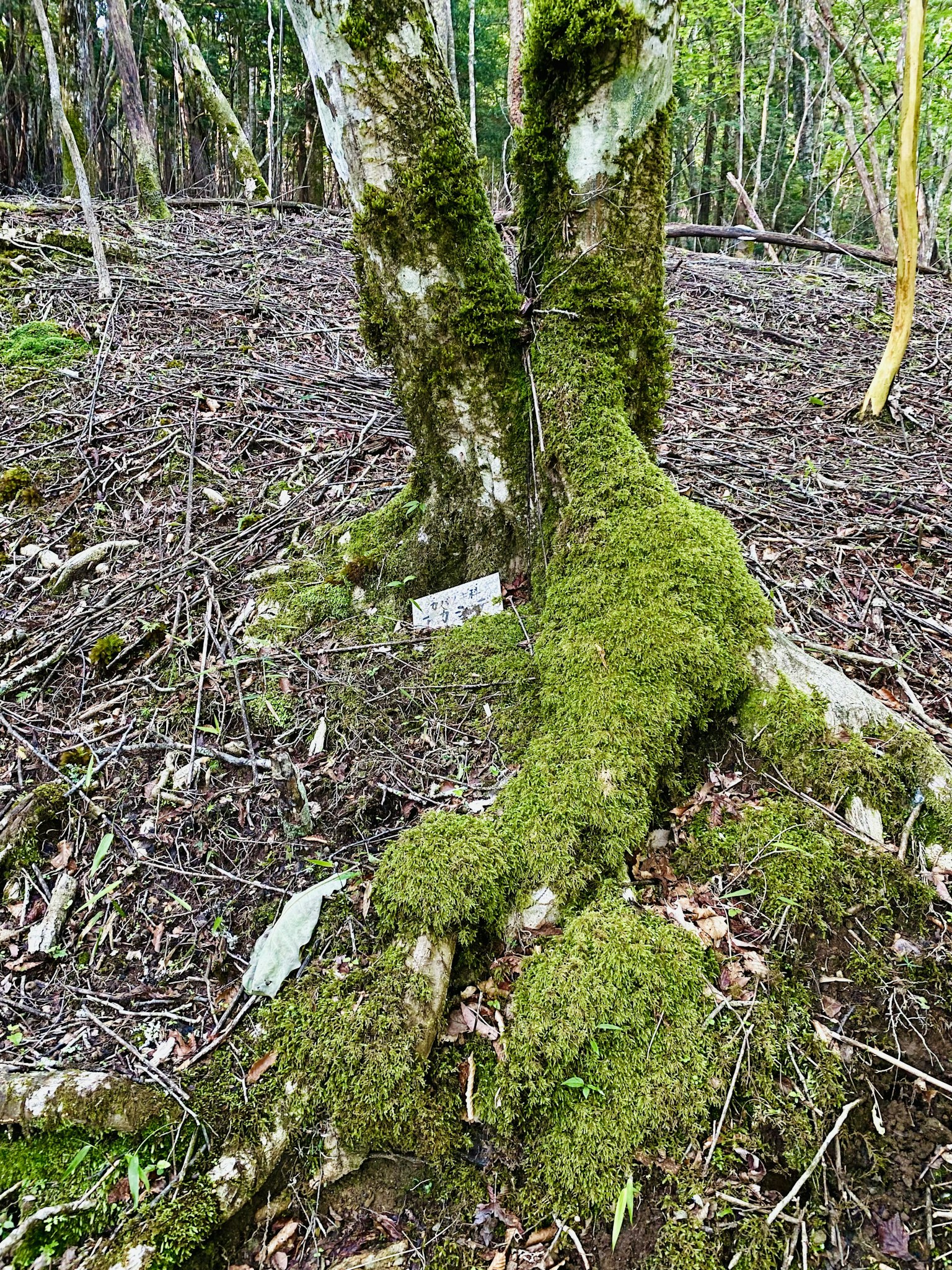 Moss-covered tree roots and surrounding soil in a forest setting