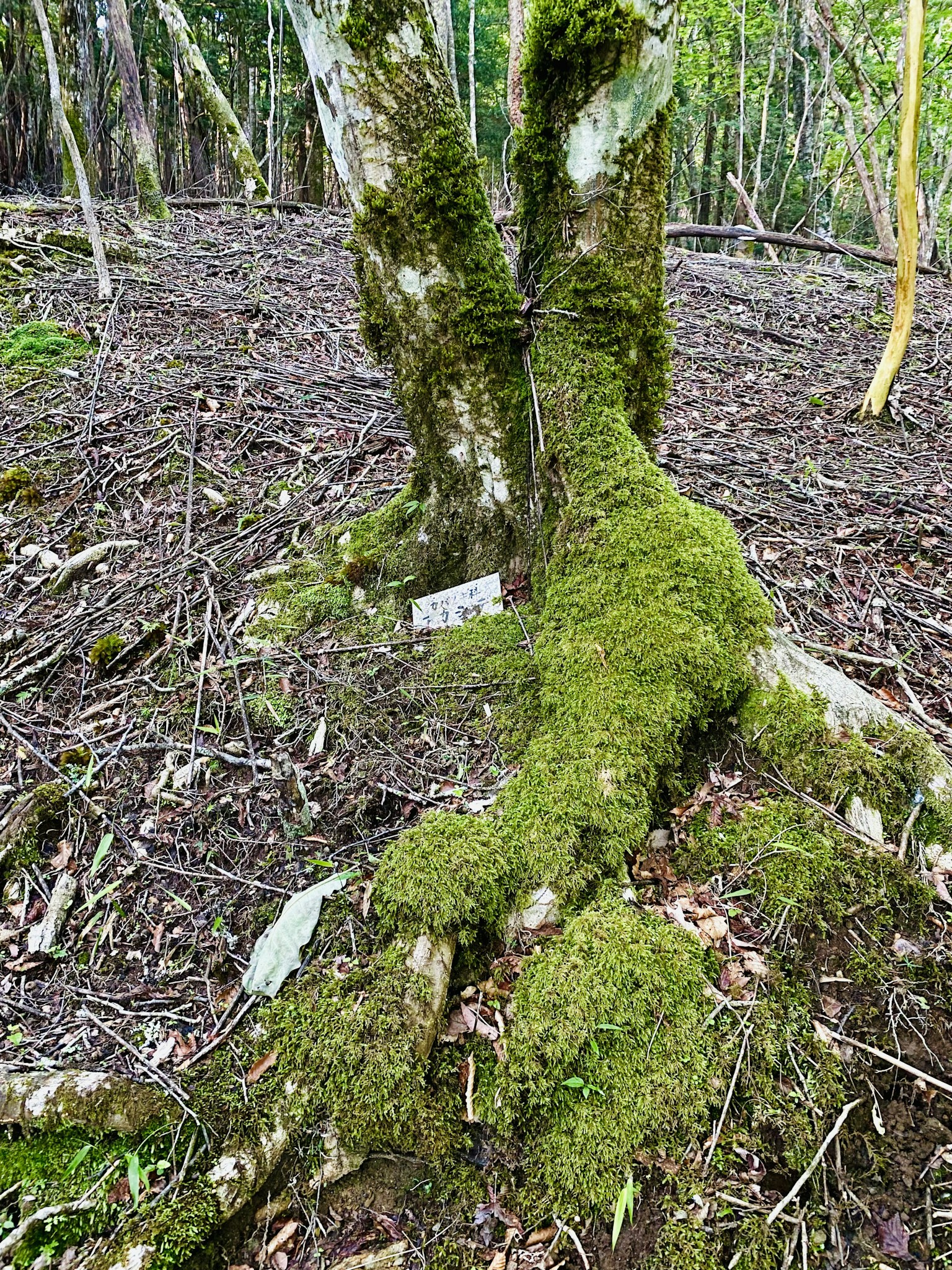 Raíces de árbol cubiertas de musgo y suelo circundante en un entorno forestal
