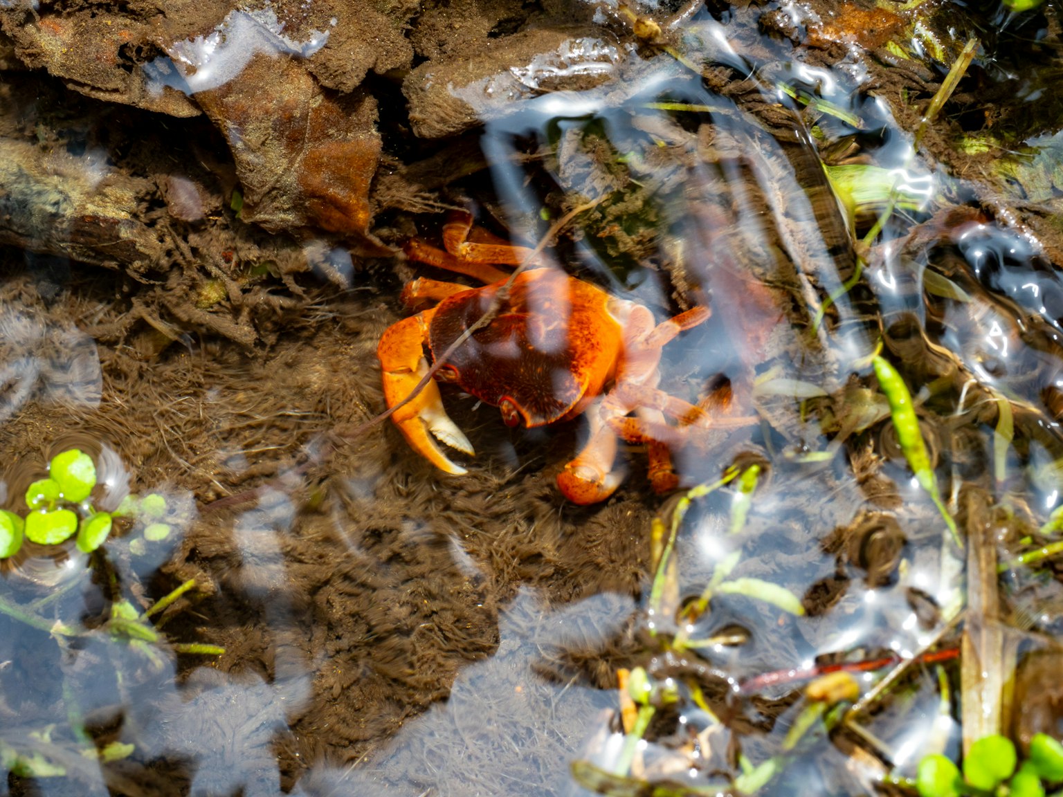 Un crabe orange marchant dans l'eau boueuse près du rivage