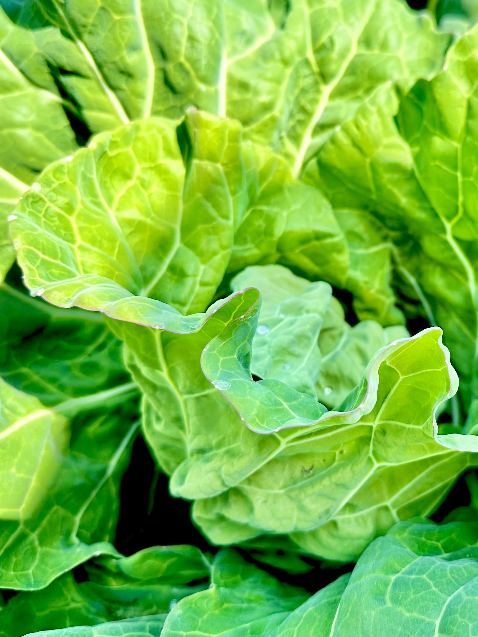 Primo piano di foglie di cavolo verde fresco che si sovrappongono