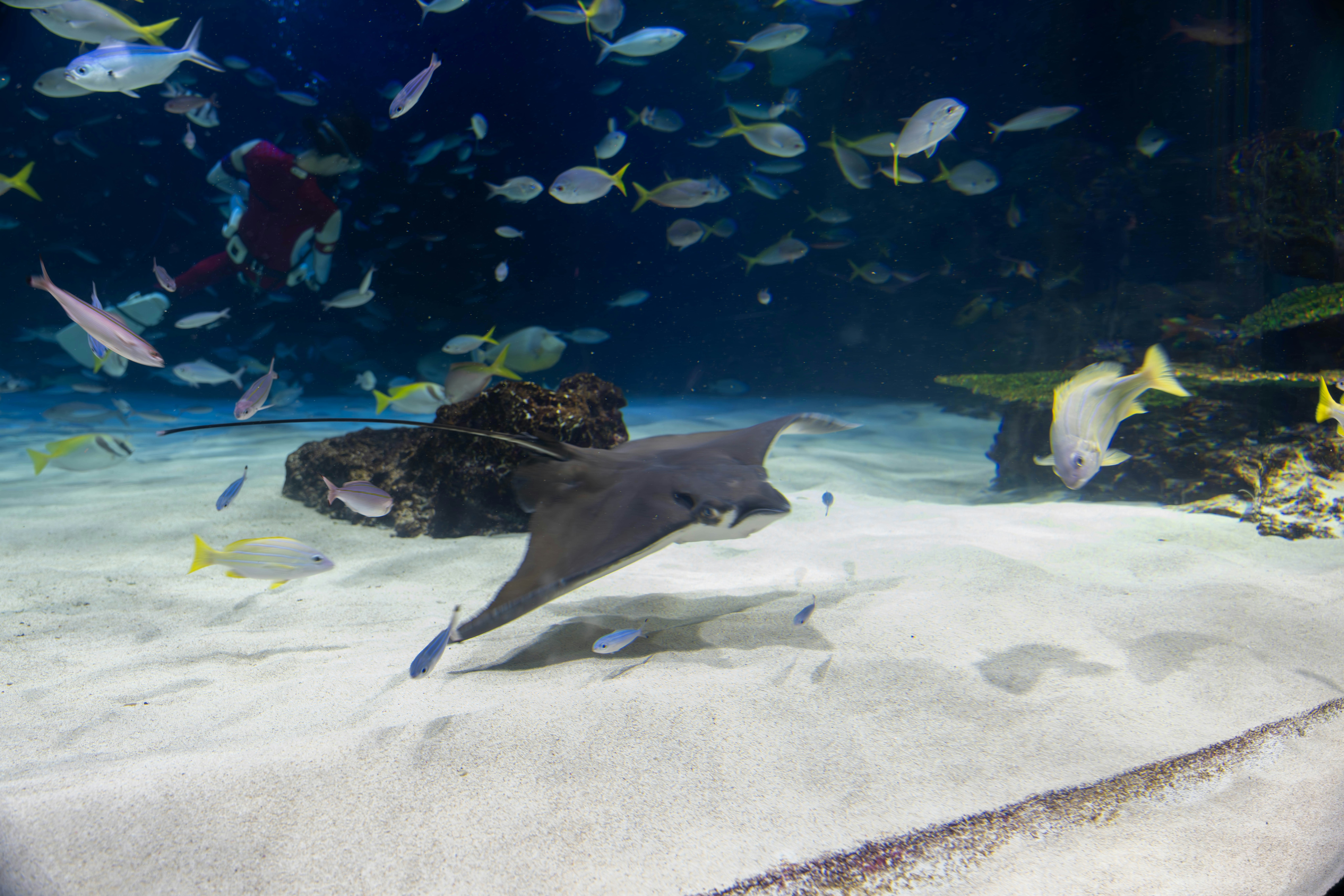 水族箱沙地上游動的魟魚與成群魚類