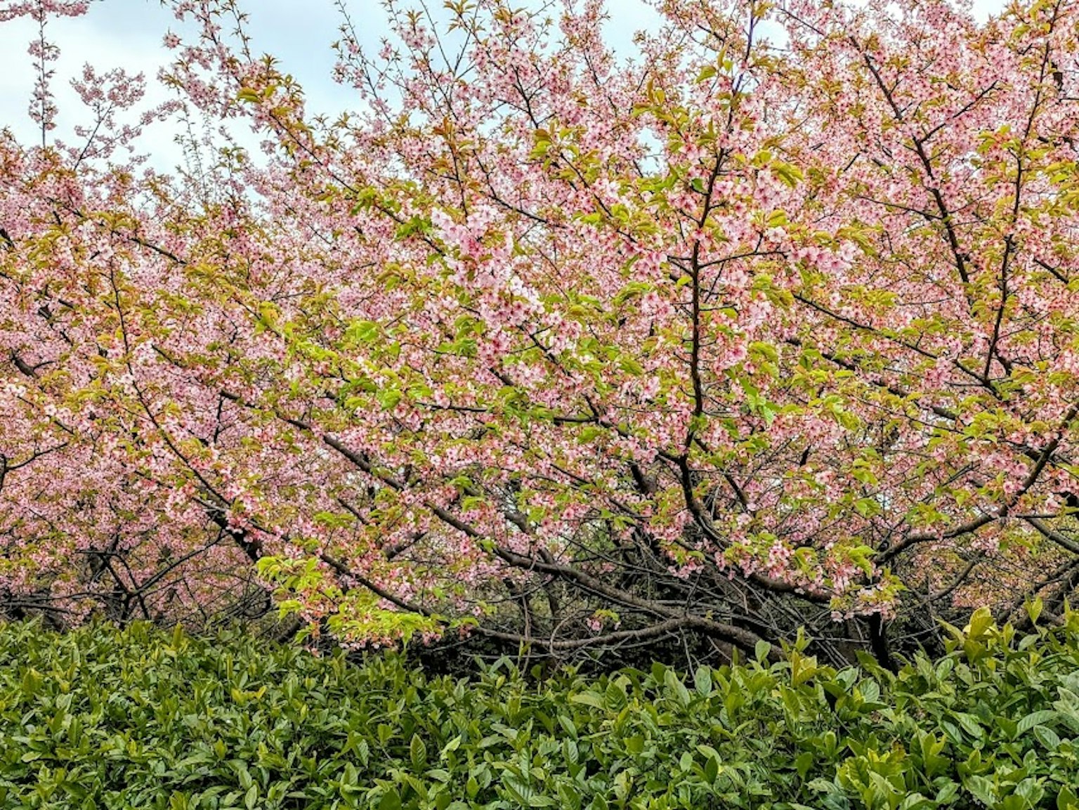 Pemandangan indah dengan pohon sakura yang mekar dan dedaunan hijau yang subur