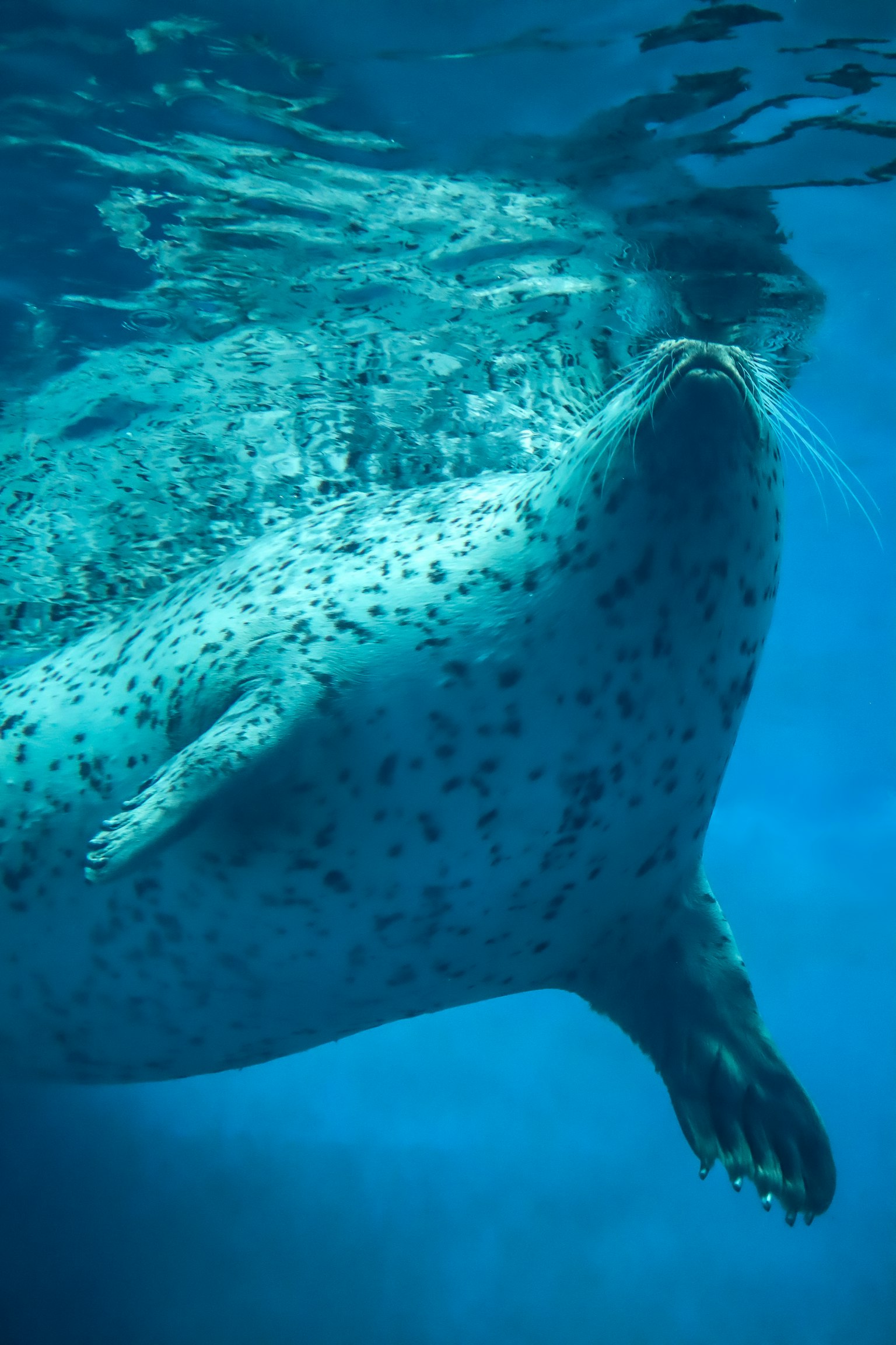 Close-up seekor anjing laut yang berenang di bawah air dengan air biru dan pantulan cahaya