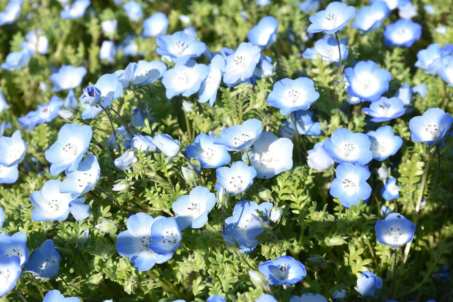Immagine di un campo pieno di fiori blu e fogliame verde