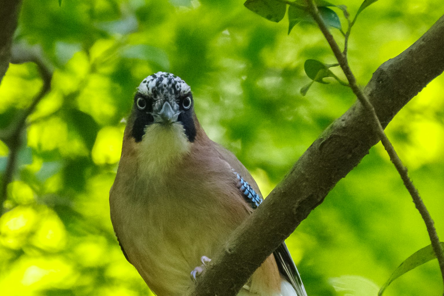 Ein Vogel mit blauen Federn, der auf einem Ast sitzt