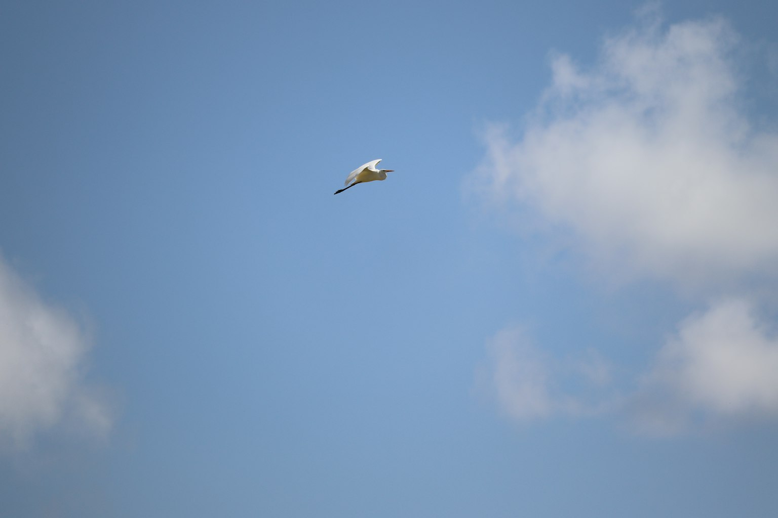 Ein weißer Vogel fliegt in einem blauen Himmel