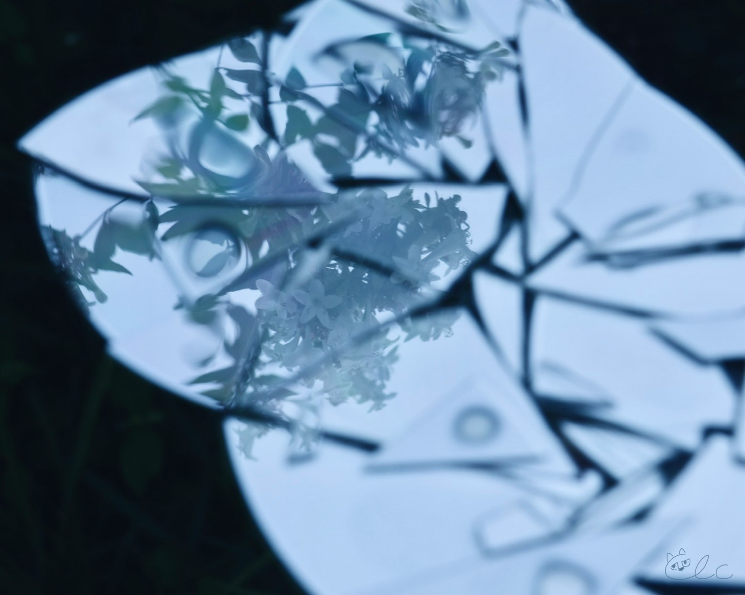 Specchio frammentato che riflette fiori su uno sfondo blu