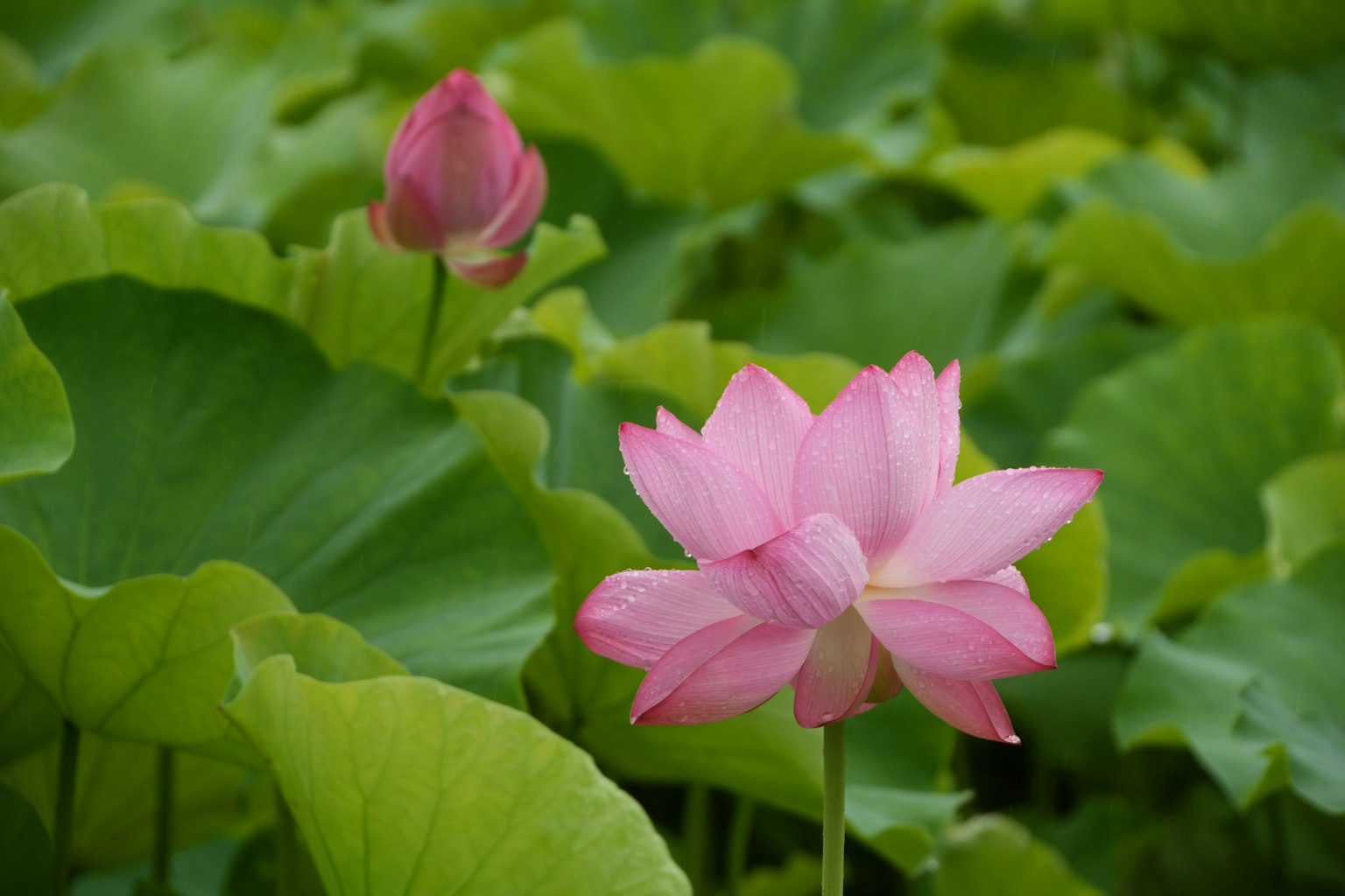 ดอกบัวสีชมพูสวยและตูมอยู่ท่ามกลางใบสีเขียว