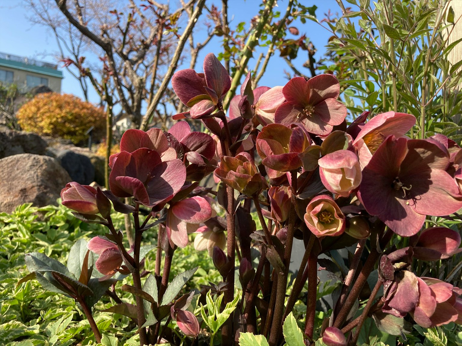 Fleurs vibrantes et feuilles vertes dans un jardin