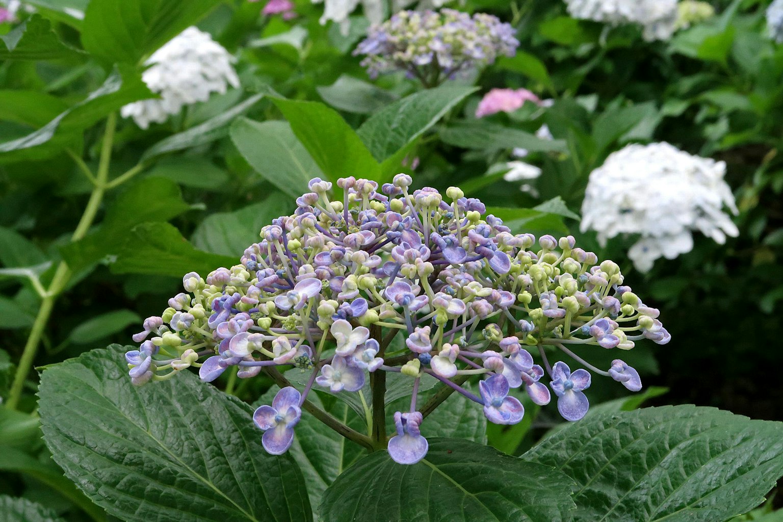 Close-up of a plant featuring purple flowers and green leaves