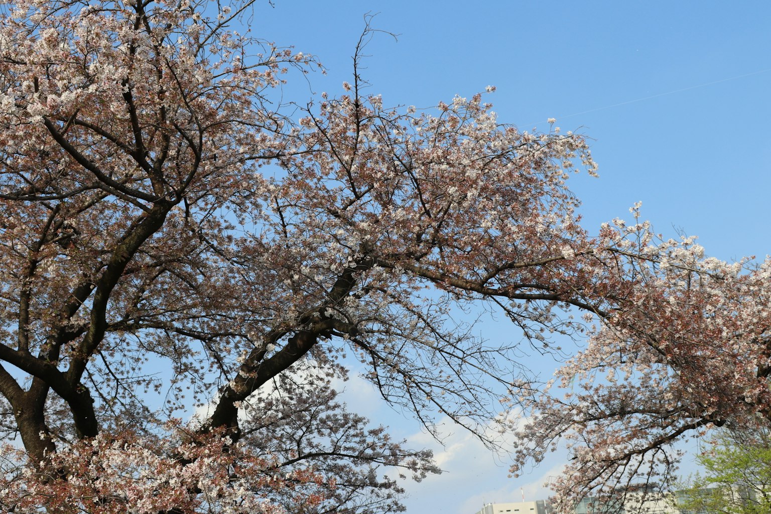 Albero di ciliegio in fiore con fiori rosa contro un cielo blu