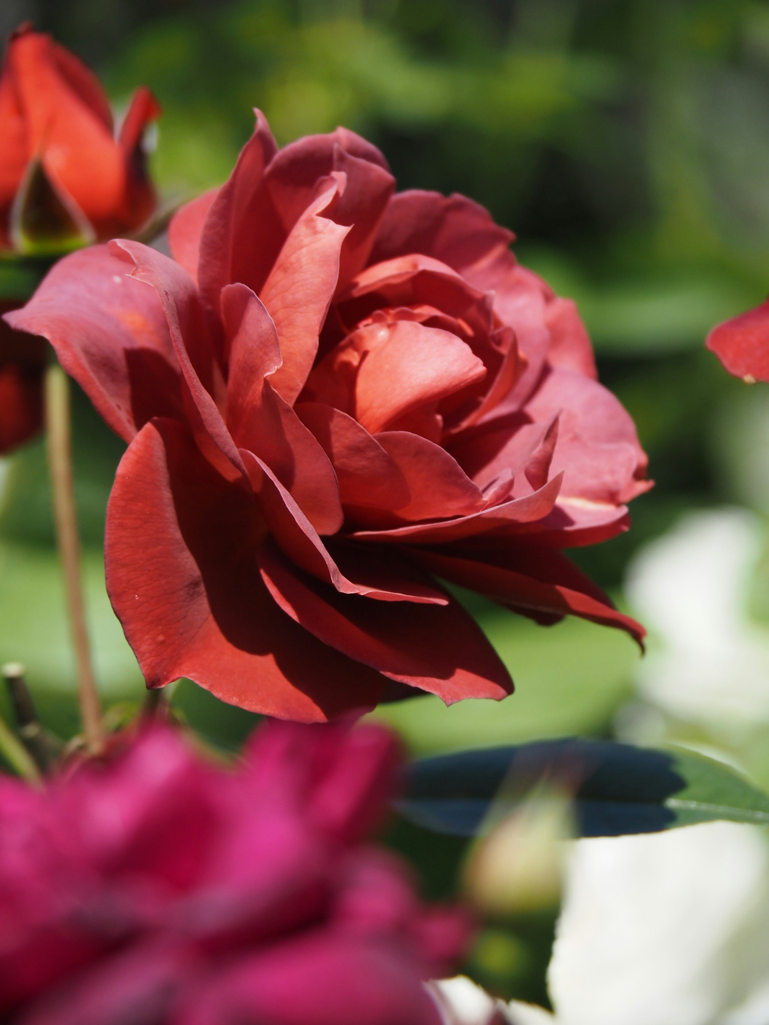 Une belle rose rouge en fleurs avec des feuilles vertes luxuriantes