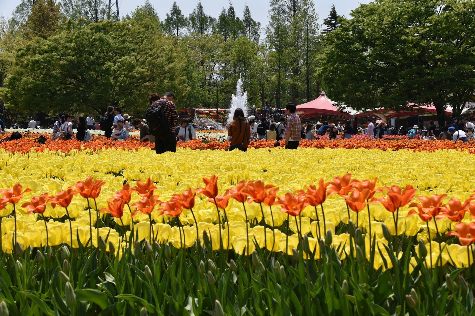 公园中五彩缤纷的郁金香花田，游客在欣赏风景