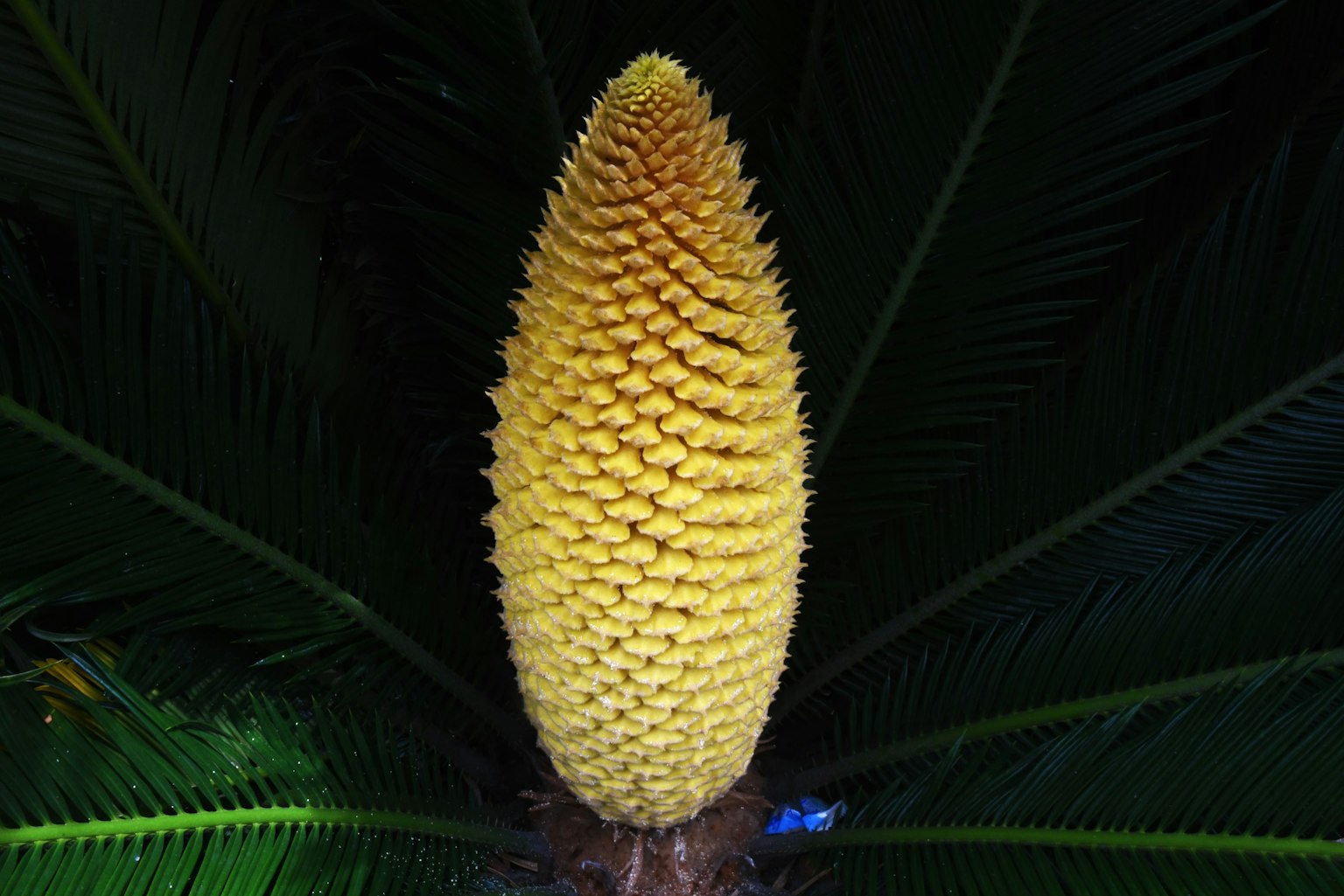 Eine markante gelbe kegelförmige Frucht umgeben von grünen Blättern