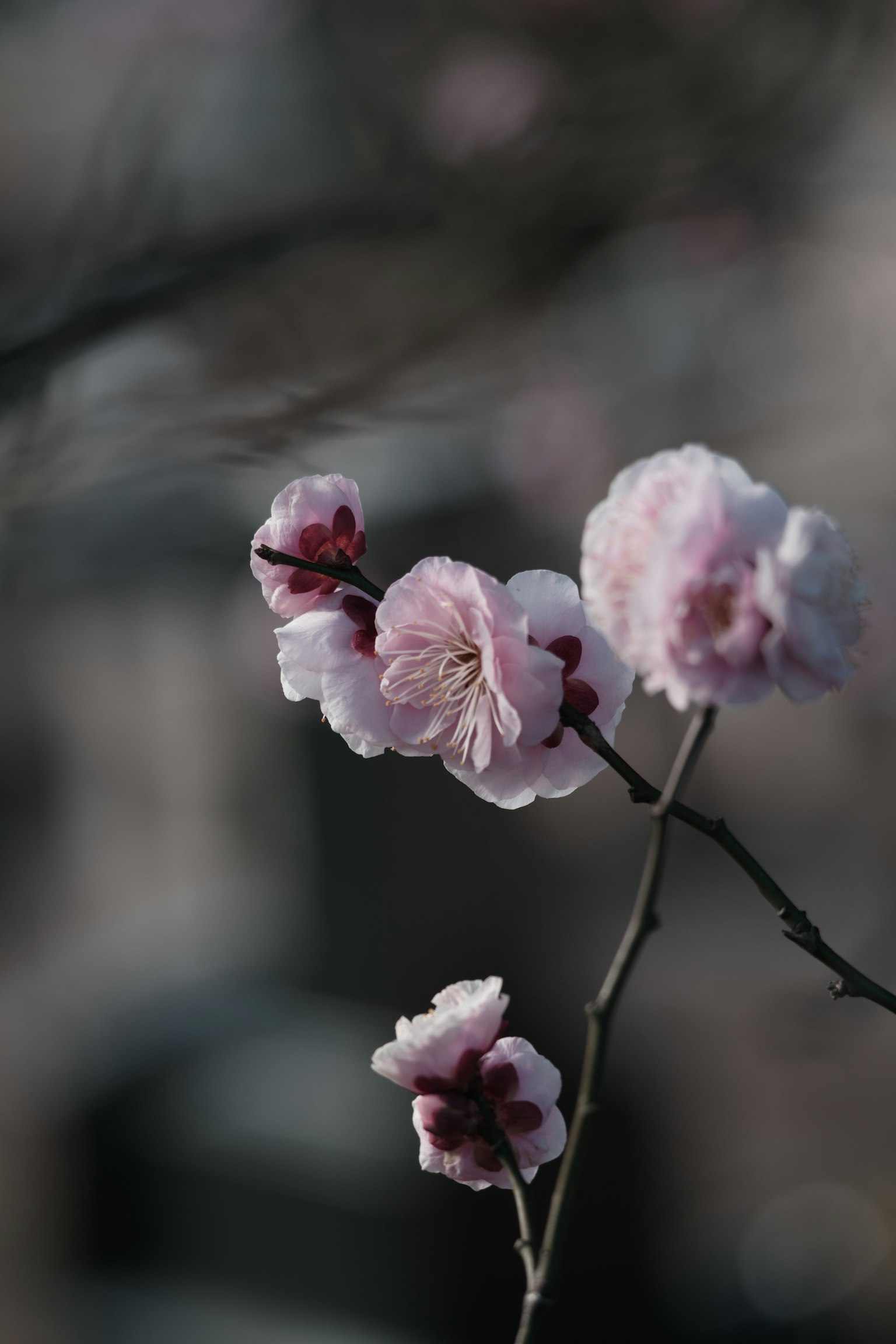 柔和粉色花朵的枝条特写