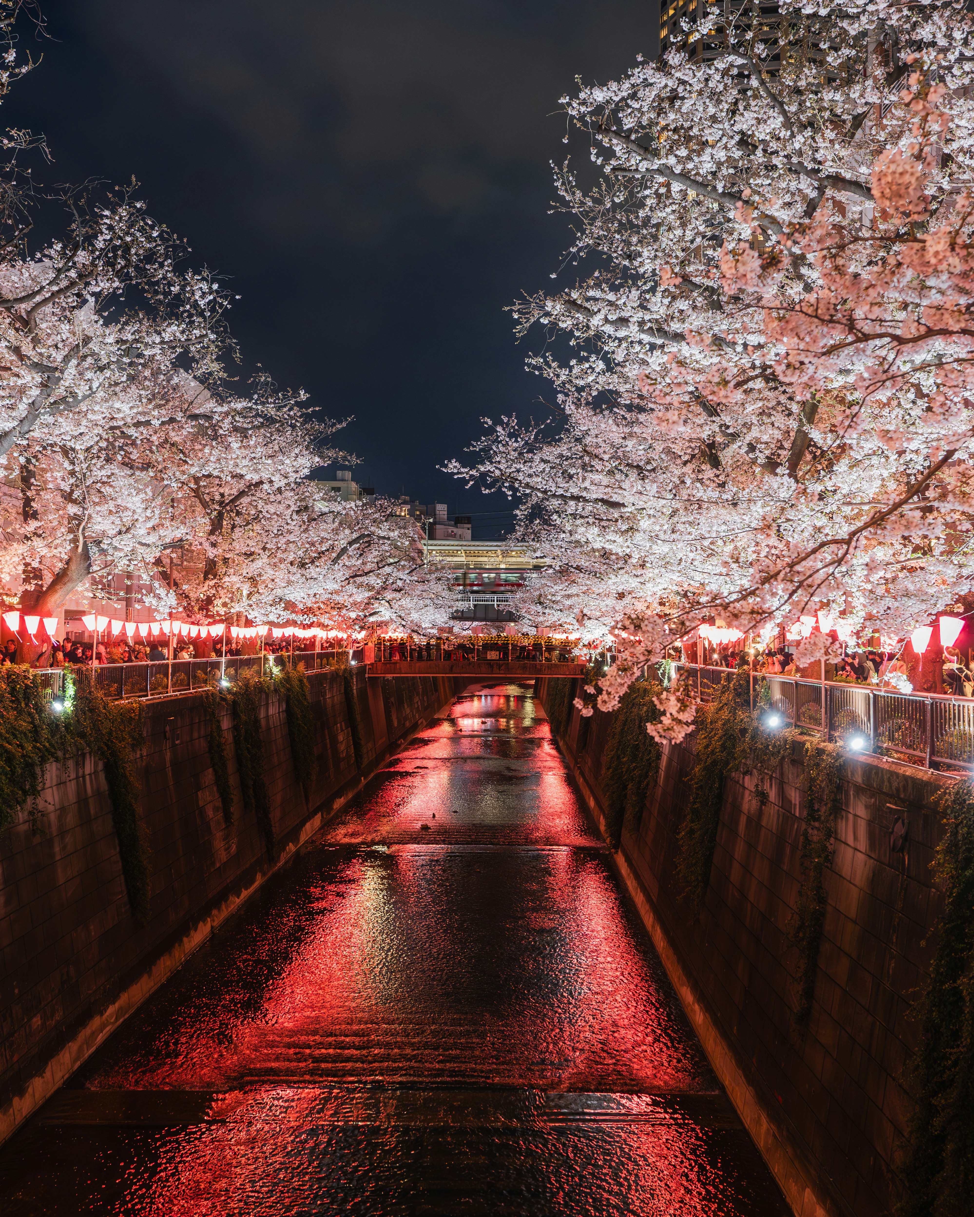 夜の目黒川沿いに咲く桜並木と提灯の灯り