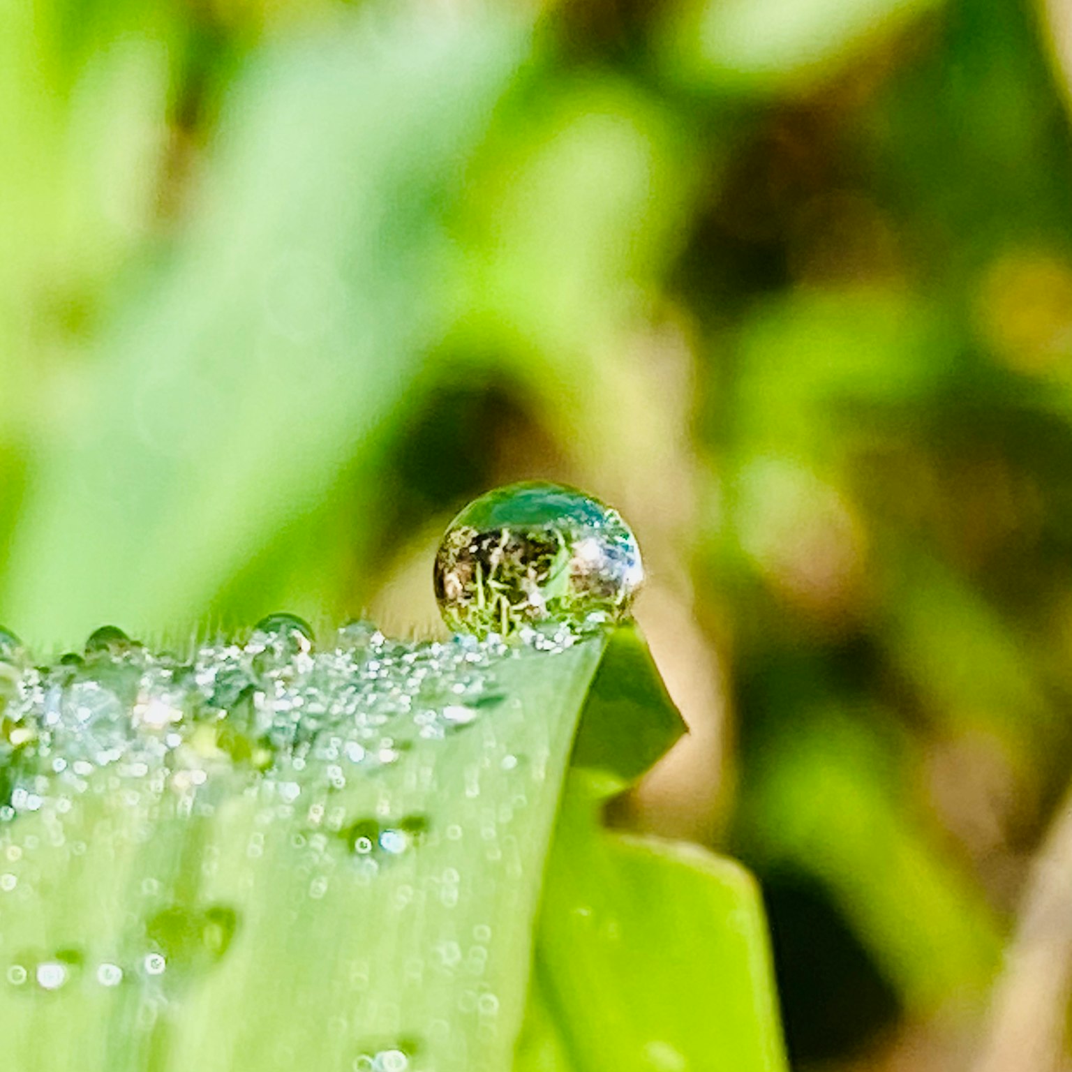 Goutte d'eau sur une feuille avec un arrière-plan vert flou